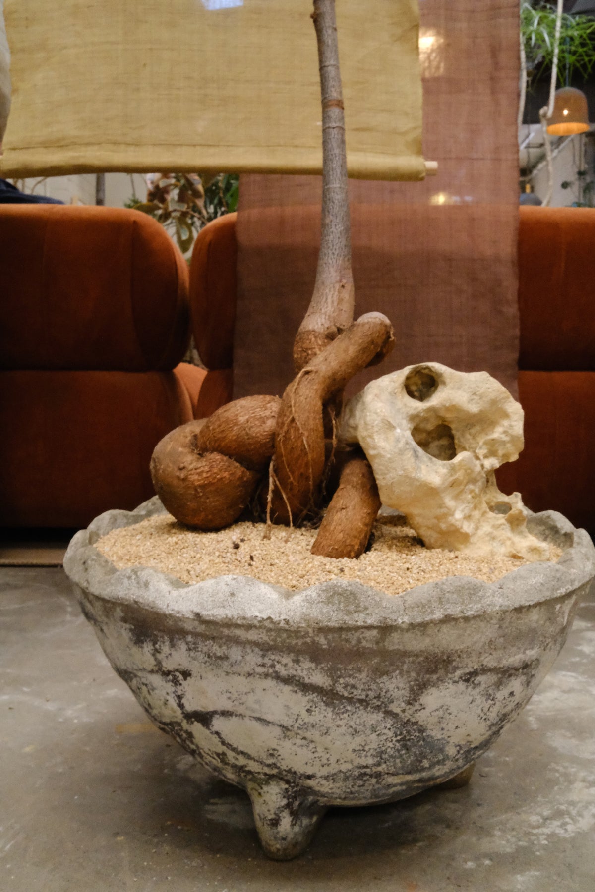 Queensland Bottle Tree + Mid-Century Concrete Bowl