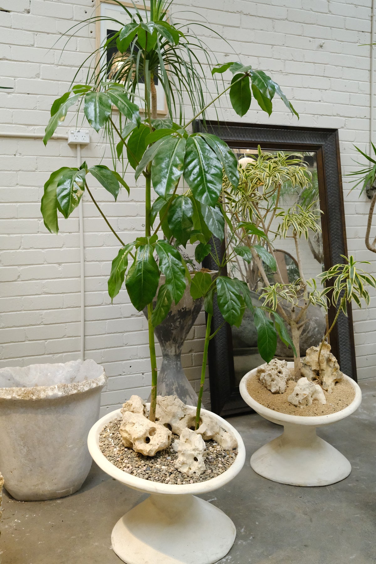 Umbrella Tree Forest + Off Kilter Planter, White