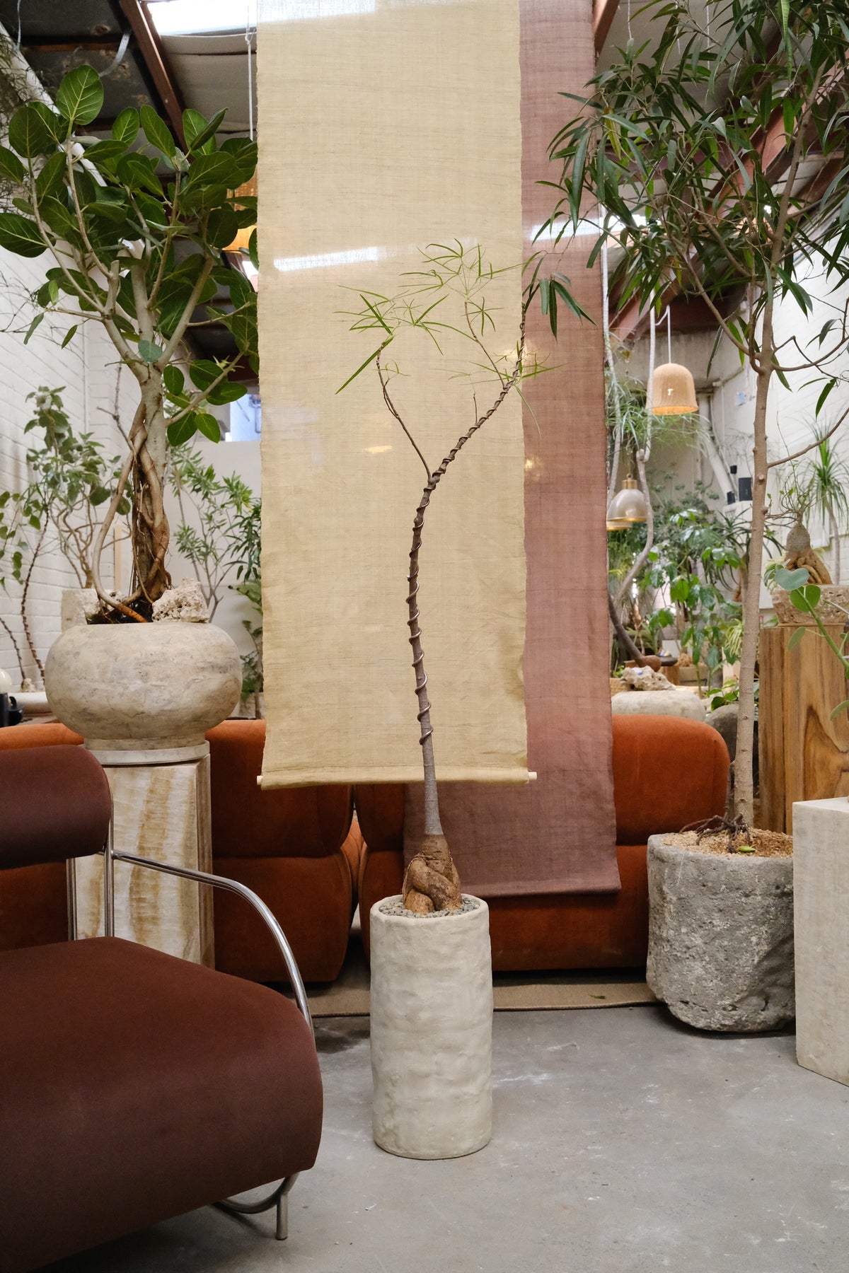Queensland Bottle Tree + Tall Terracotta Vessel