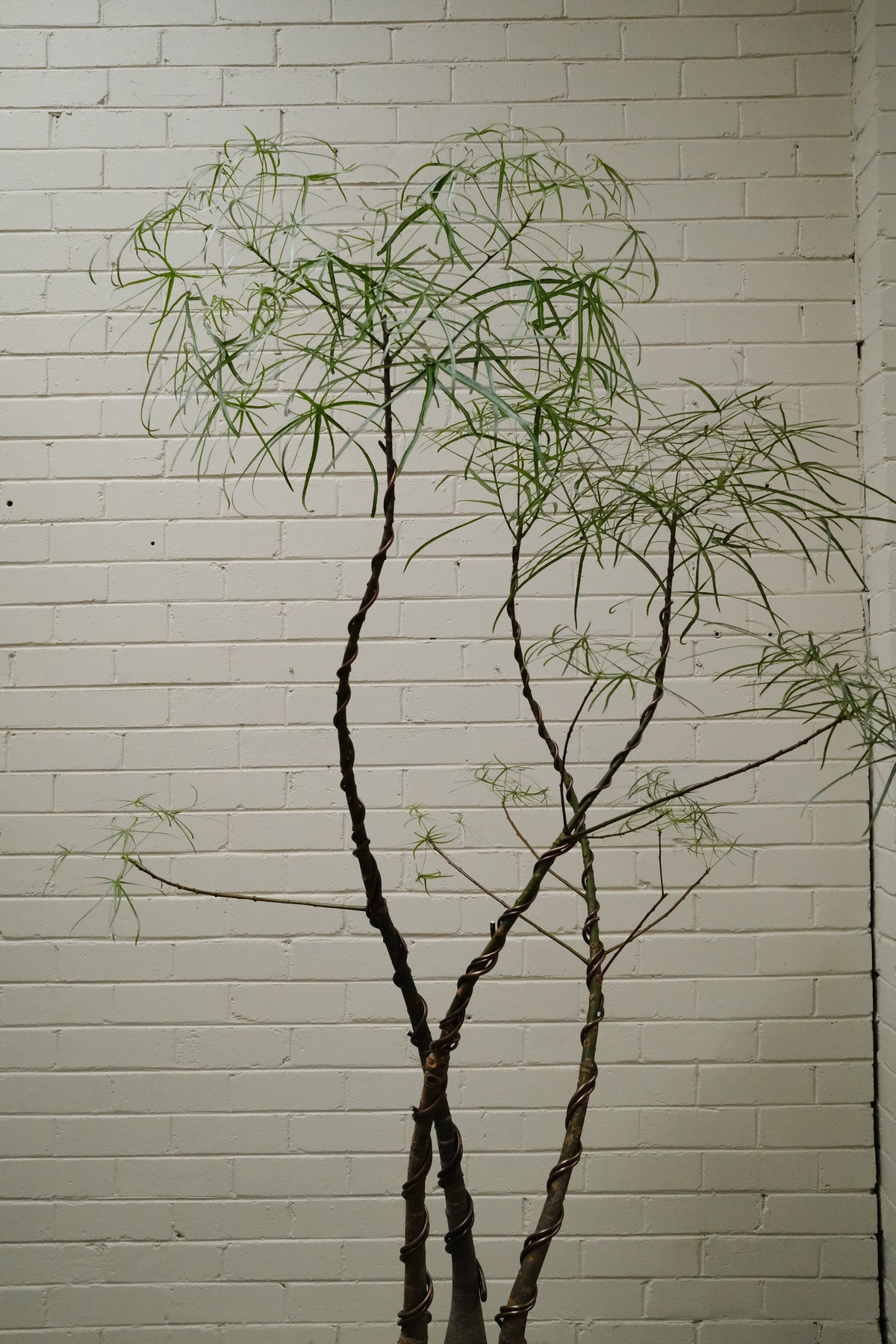 Queensland Bottle Tree Forest Trio + Round Limestone Planter