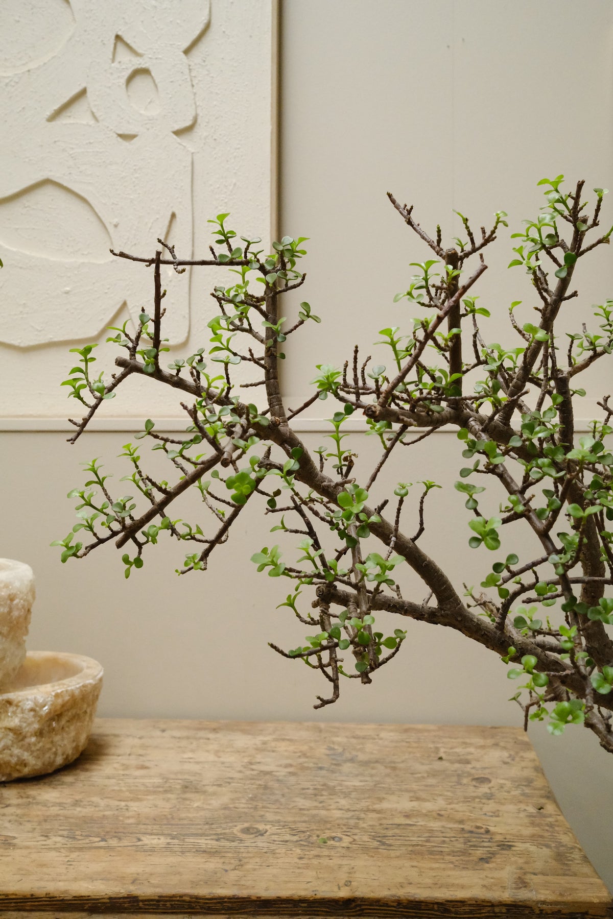 Jade Tree + Vintage Limestone Egg