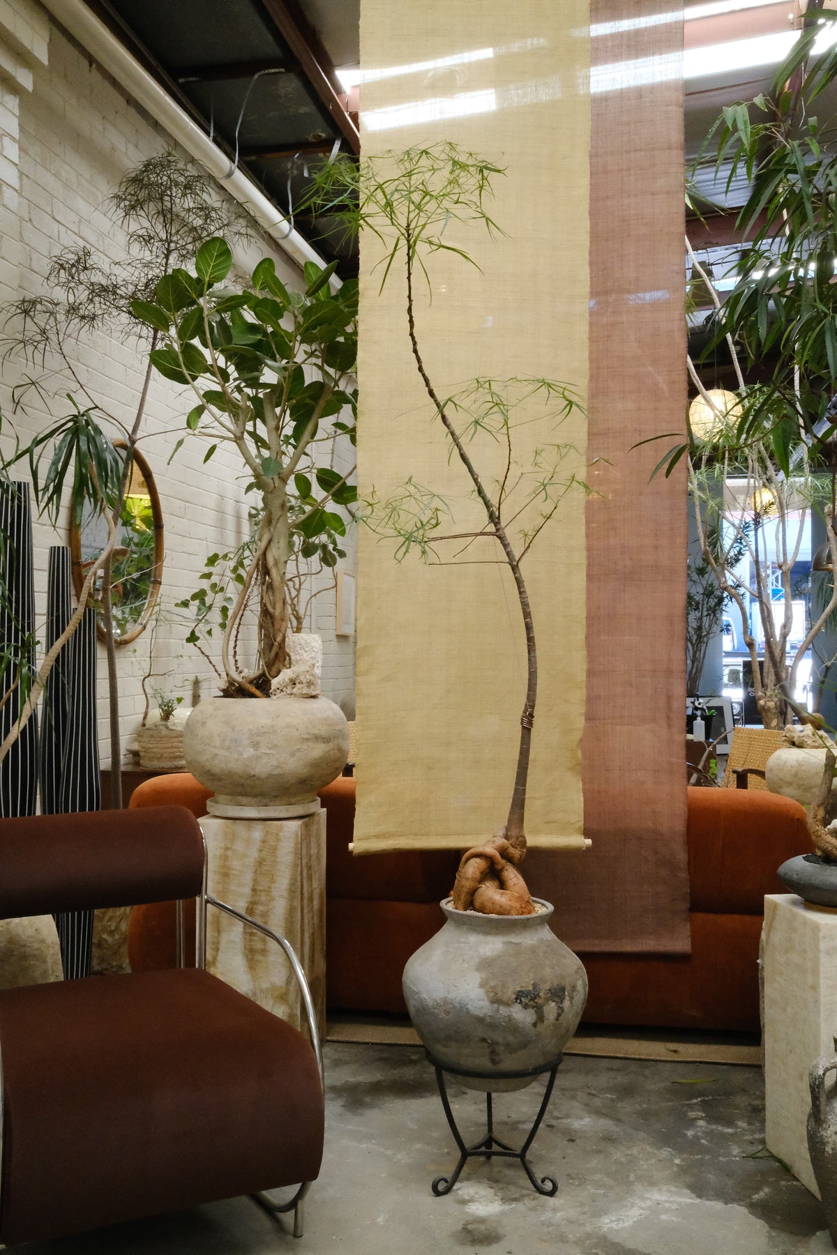 Queensland Bottle Tree + Terracotta Pot on Wrought Iron Stand