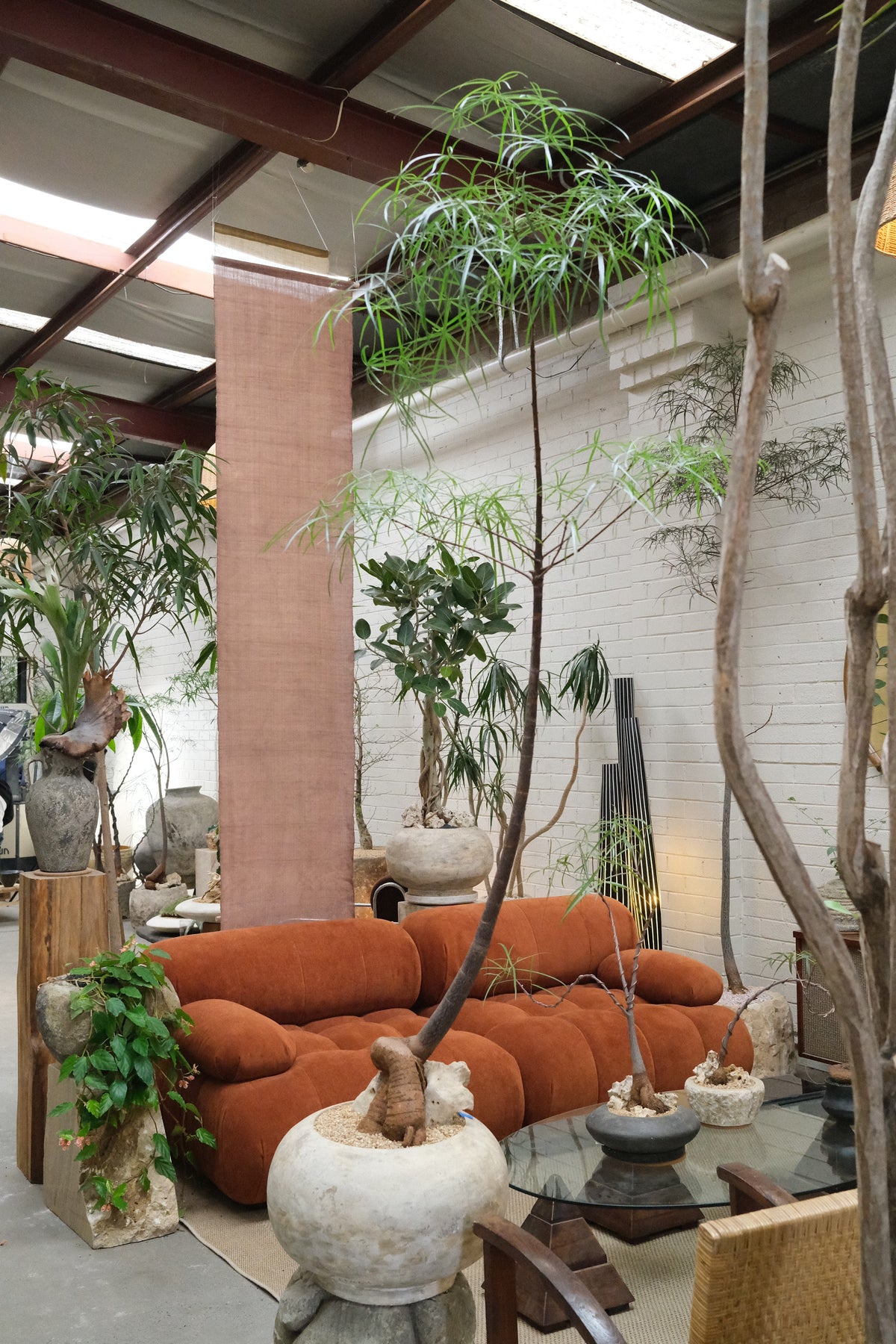 Queensland Bottle Tree + Solstice Orb Planter