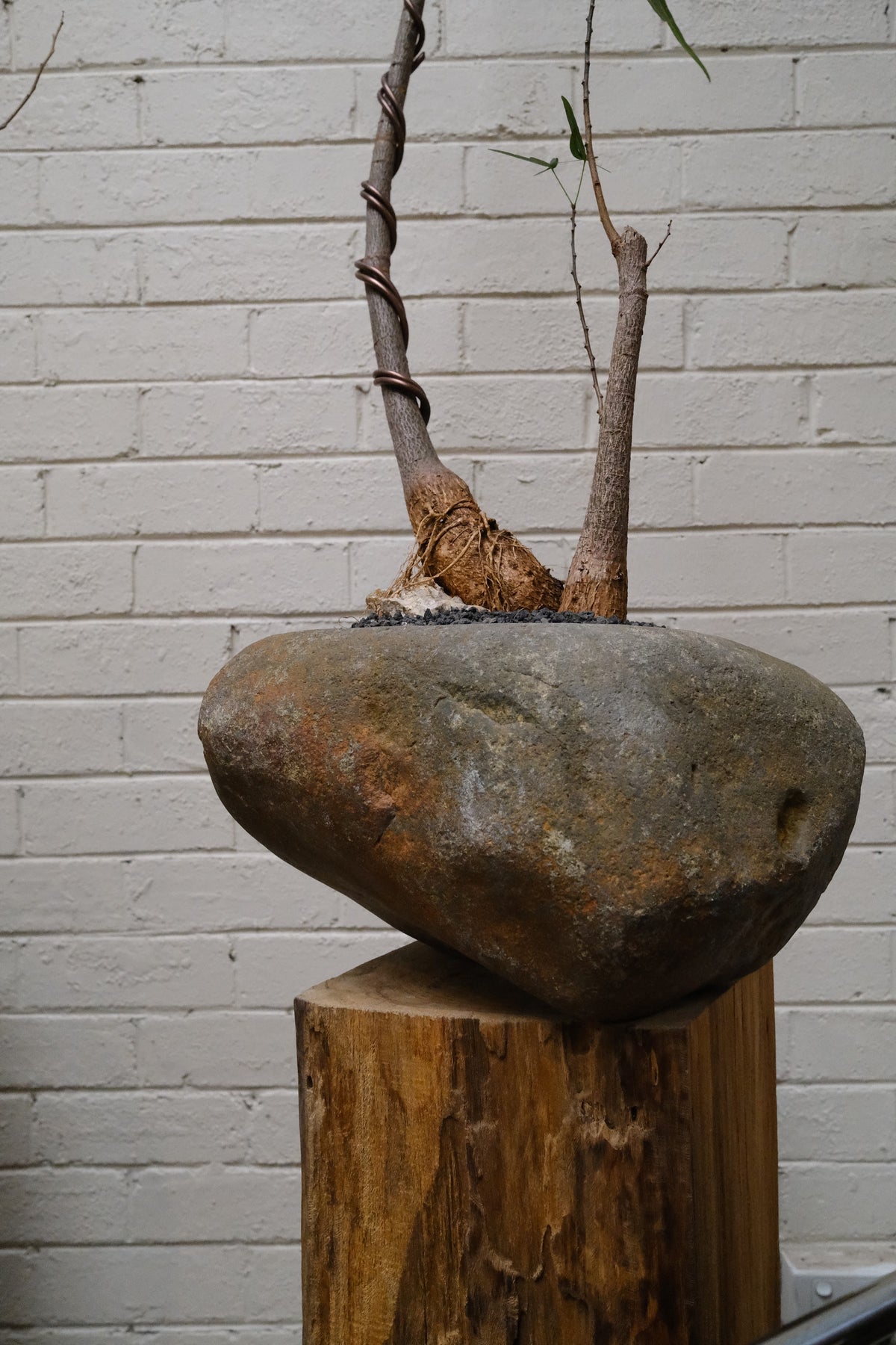 Queensland Bottle Tree Forest Duo + River Stone Planter