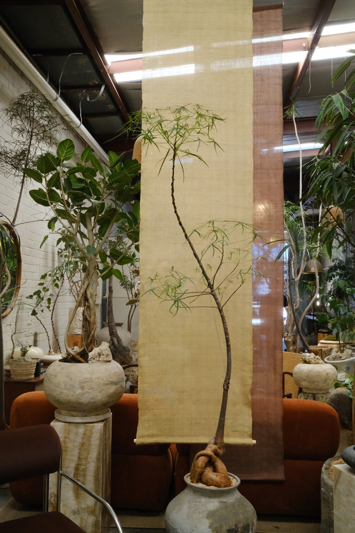 Queensland Bottle Tree + Terracotta Pot on Wrought Iron Stand