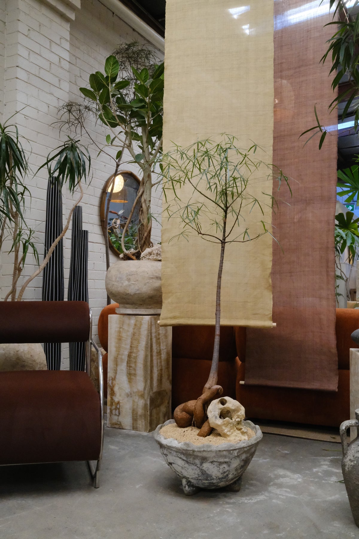 Queensland Bottle Tree + Mid-Century Concrete Bowl