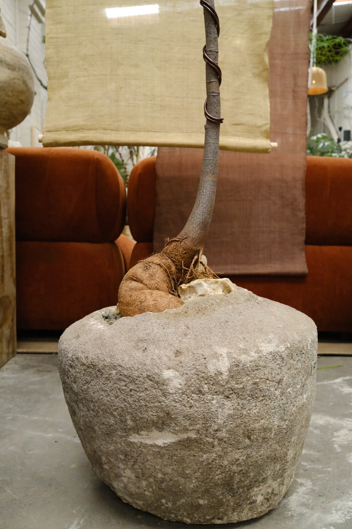 Queensland Bottle Tree + Vintage Limestone Planter