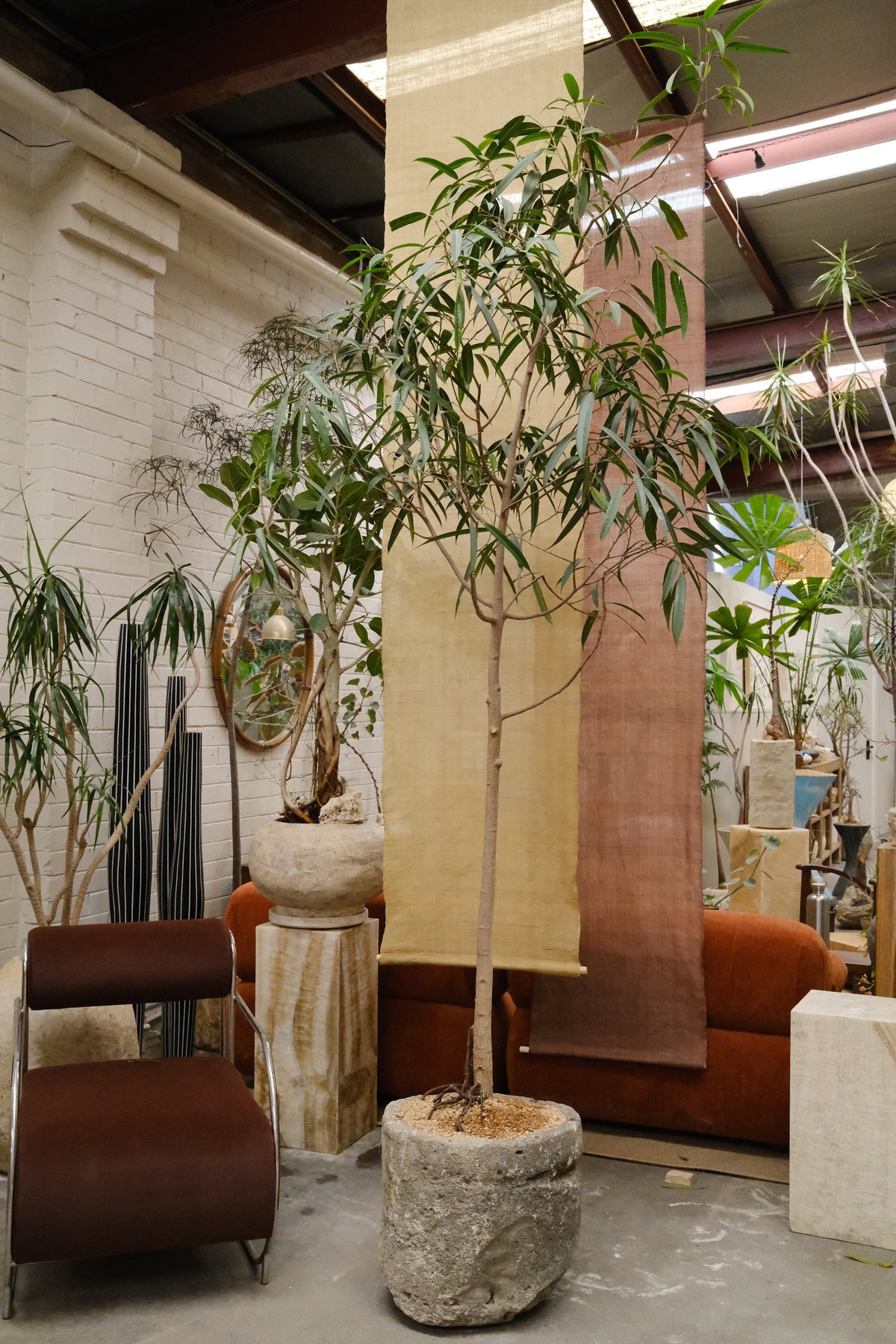 Banana Leaf Ficus + Vintage Limestone Planter