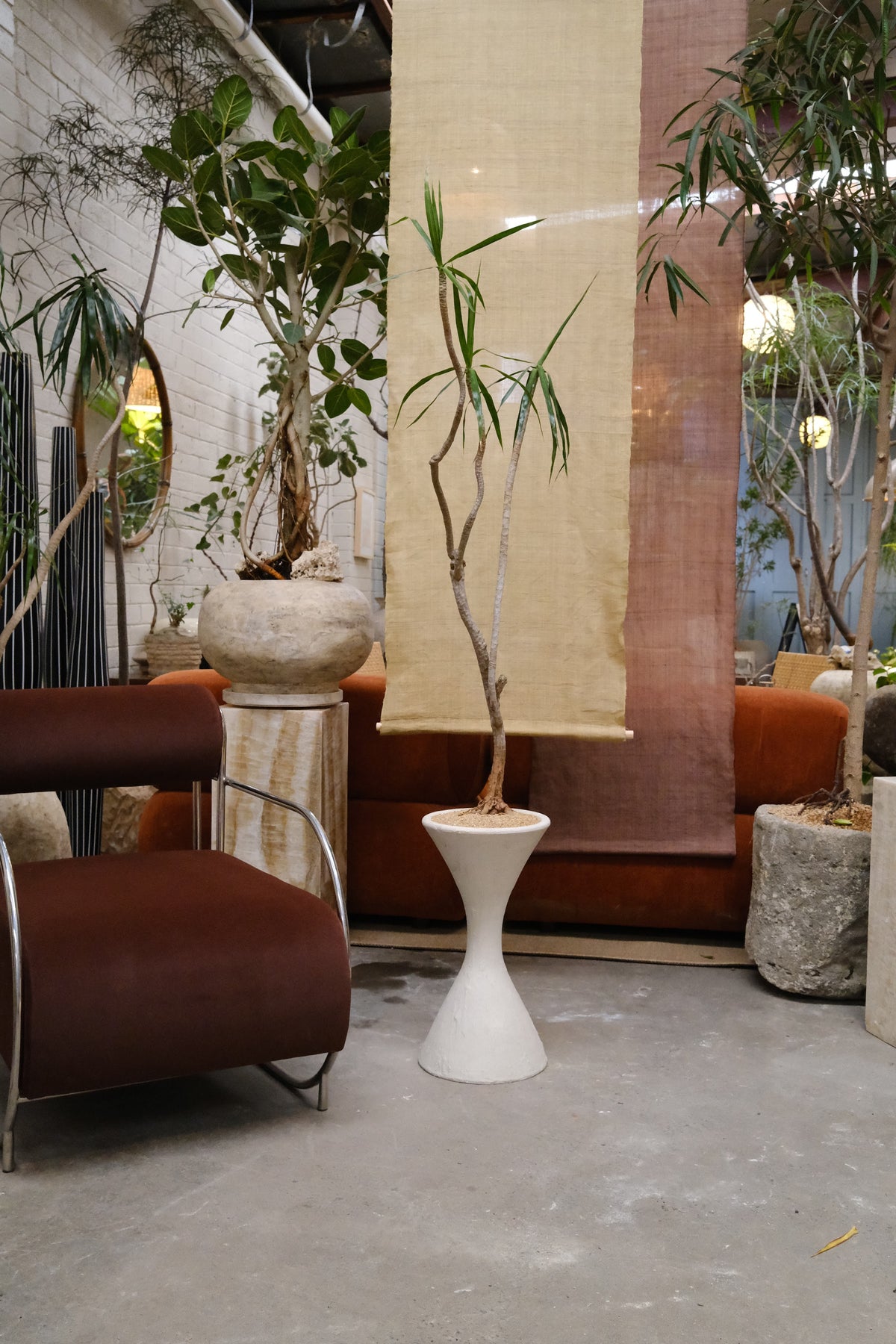 Three-head Dragon Tree + Hourglass Planter