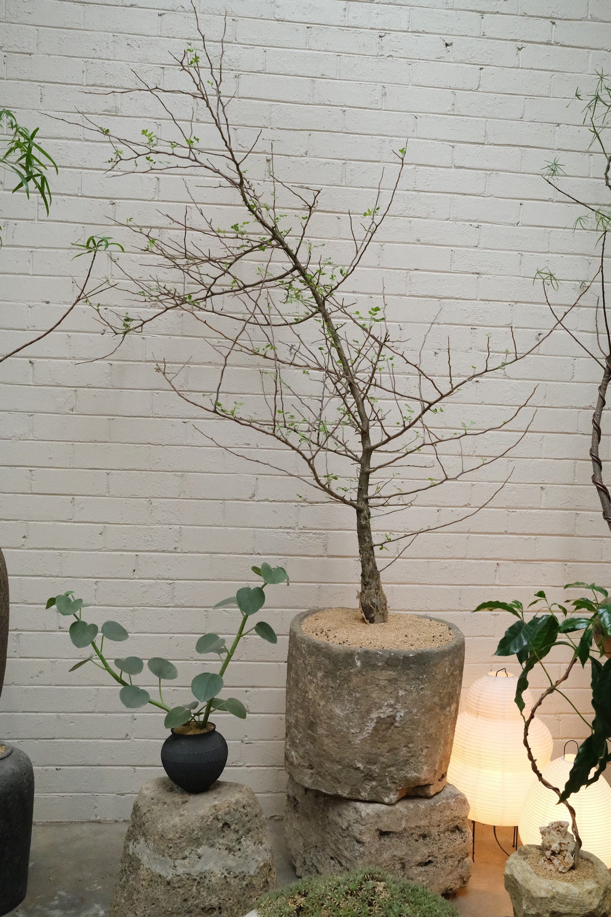 Mexican Bottle Tree + Vintage Limestone Planter