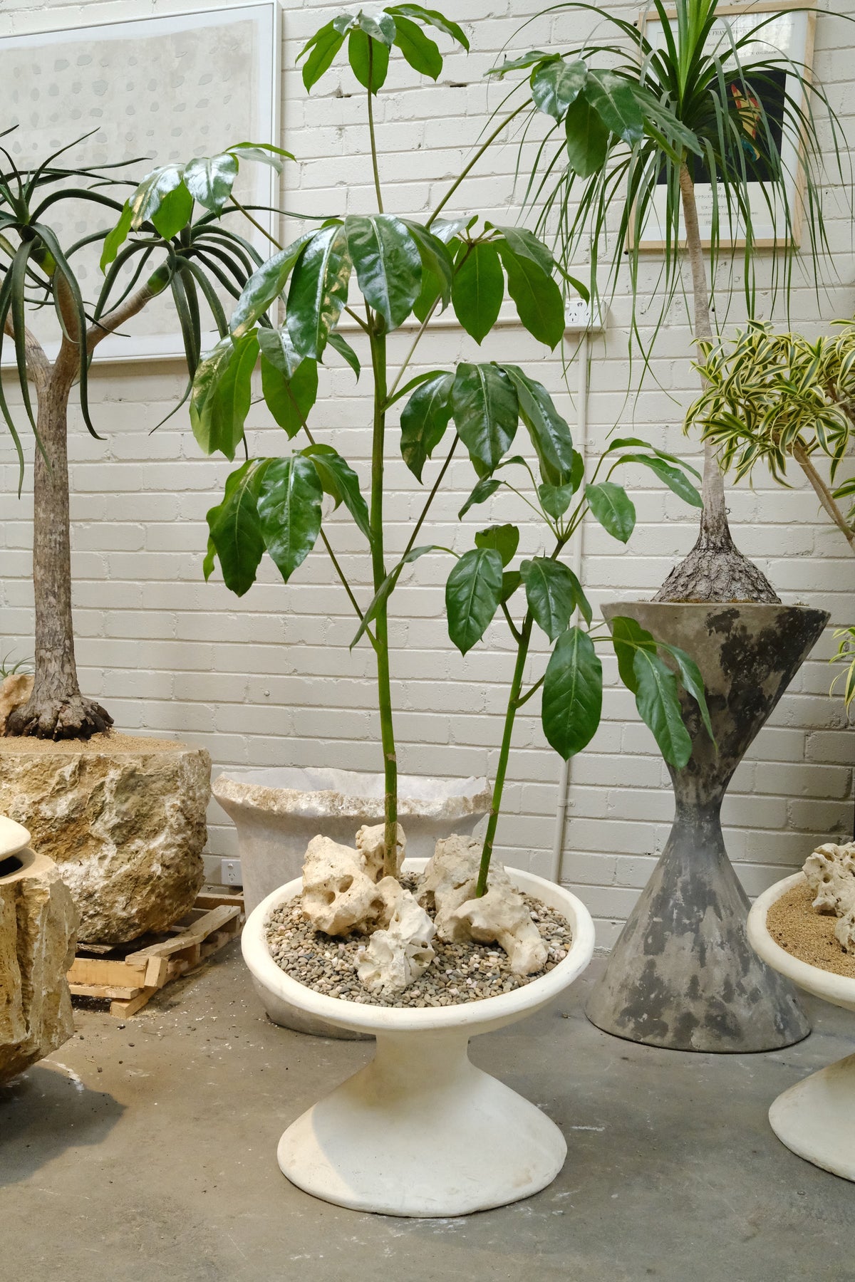 Umbrella Tree Forest + Off Kilter Planter, White