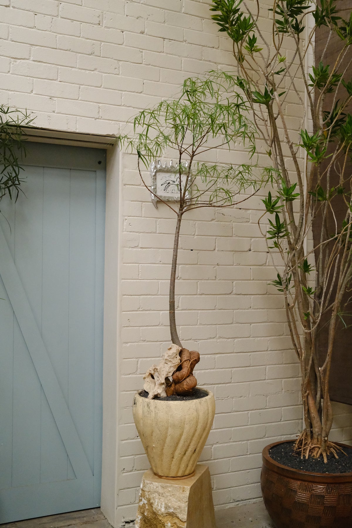 Queensland Bottle Tree + Mid-Century Tulip Planter