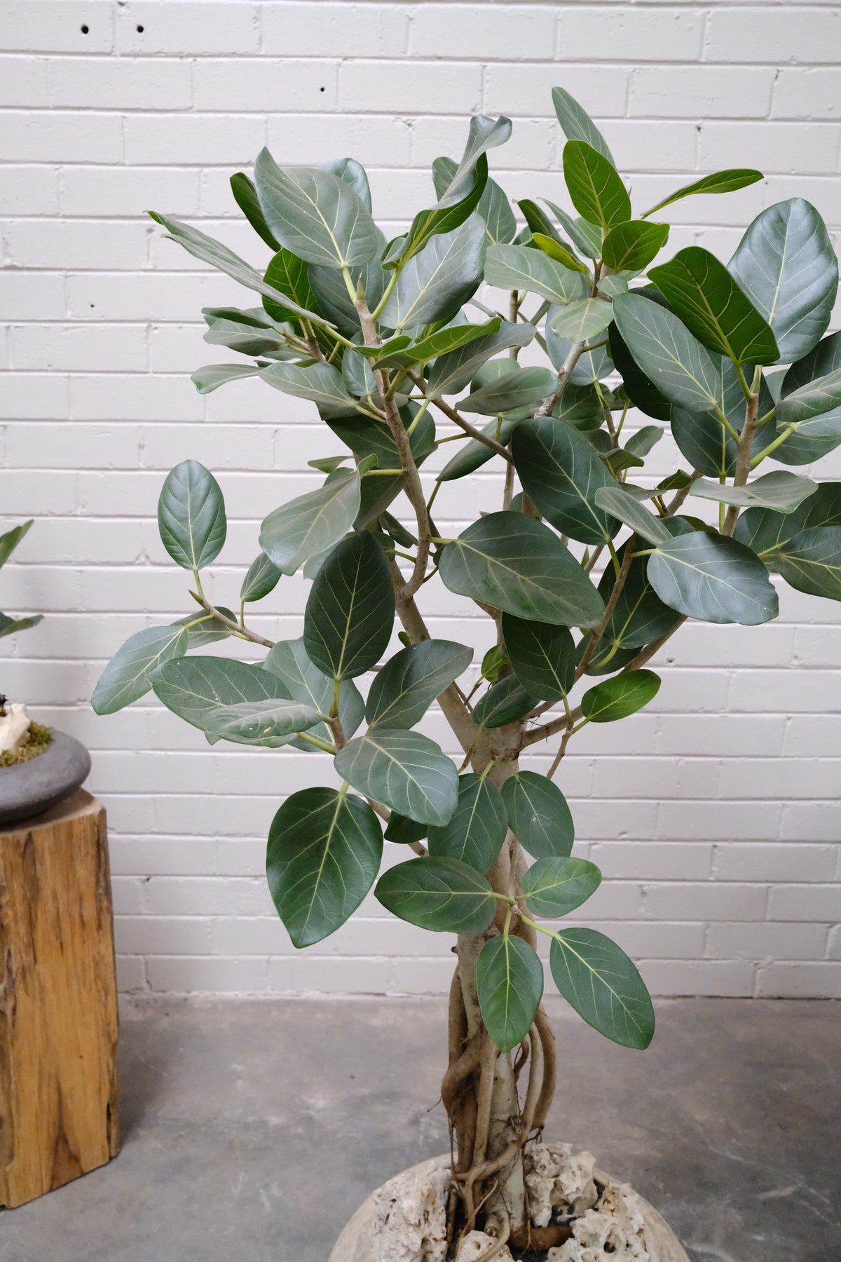 Ficus Audrey + Solstice Orb Planter