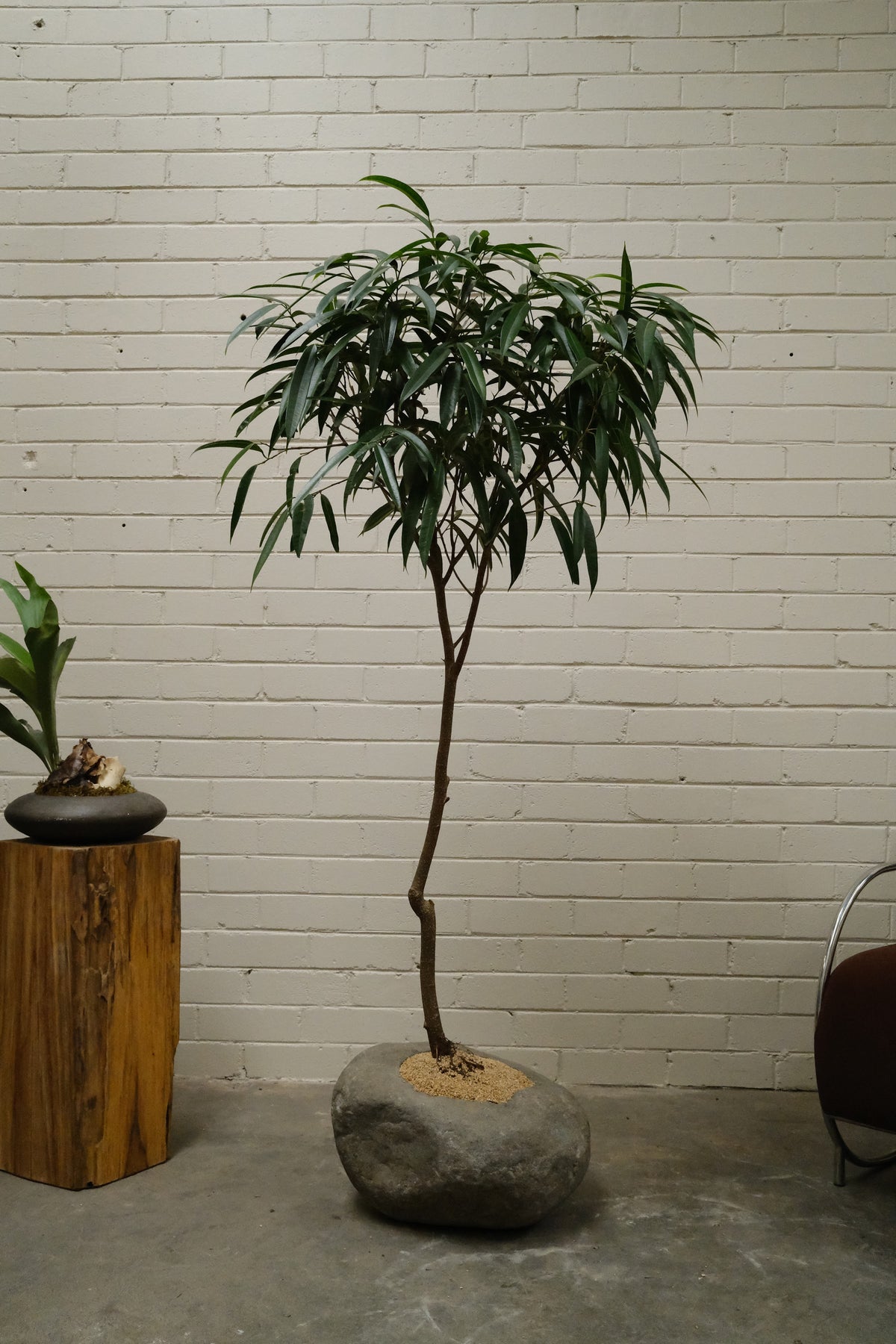 Banana Leaf Ficus + River Stone Planter