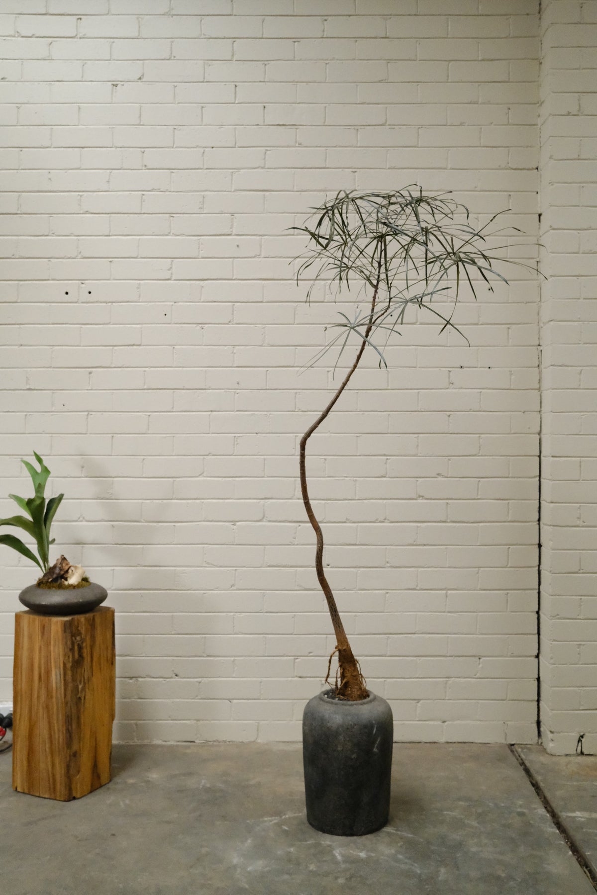 Queensland Bottle Tree + Lunar Drift Planter, Noir