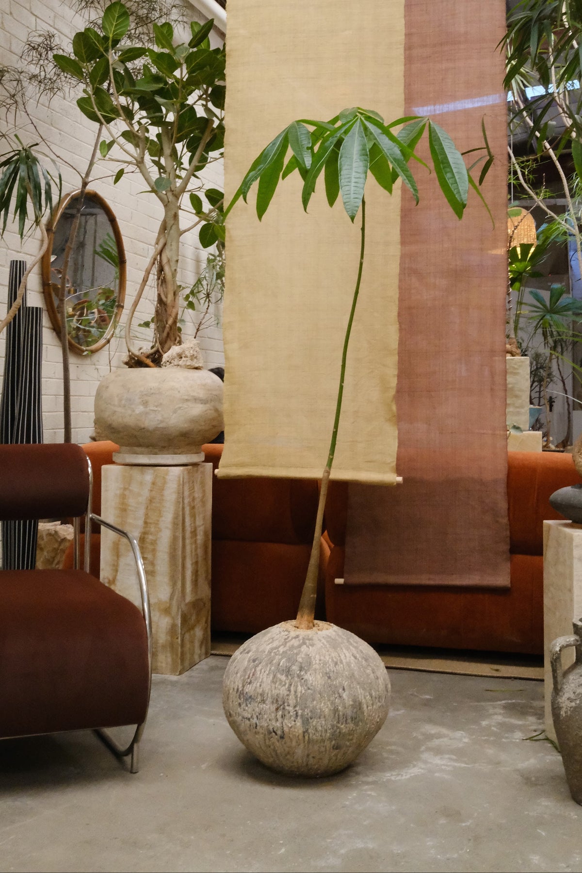 Money Tree + Speckled Terracotta Egg