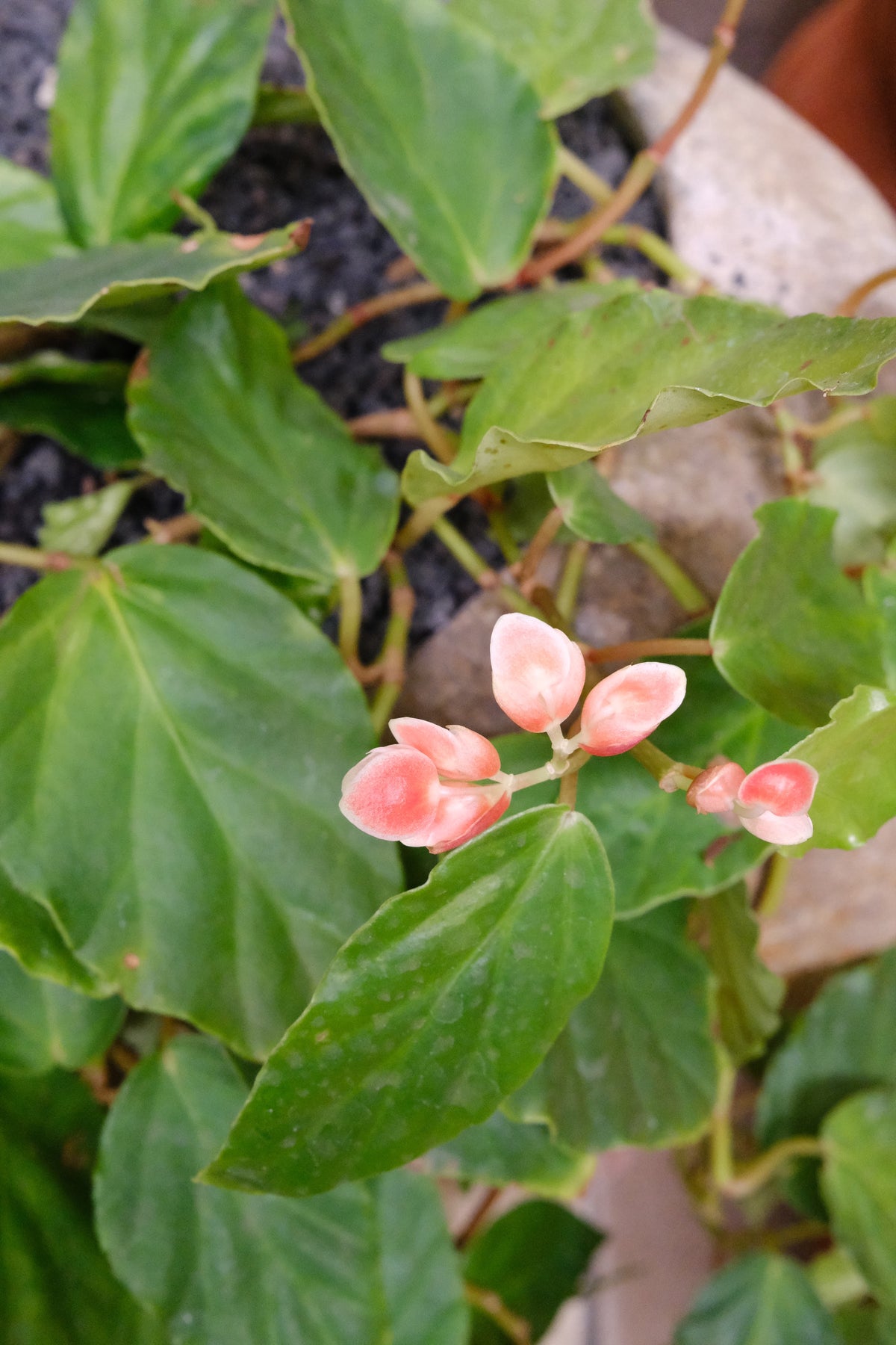 Shrimp Begonia + River Stone Planter