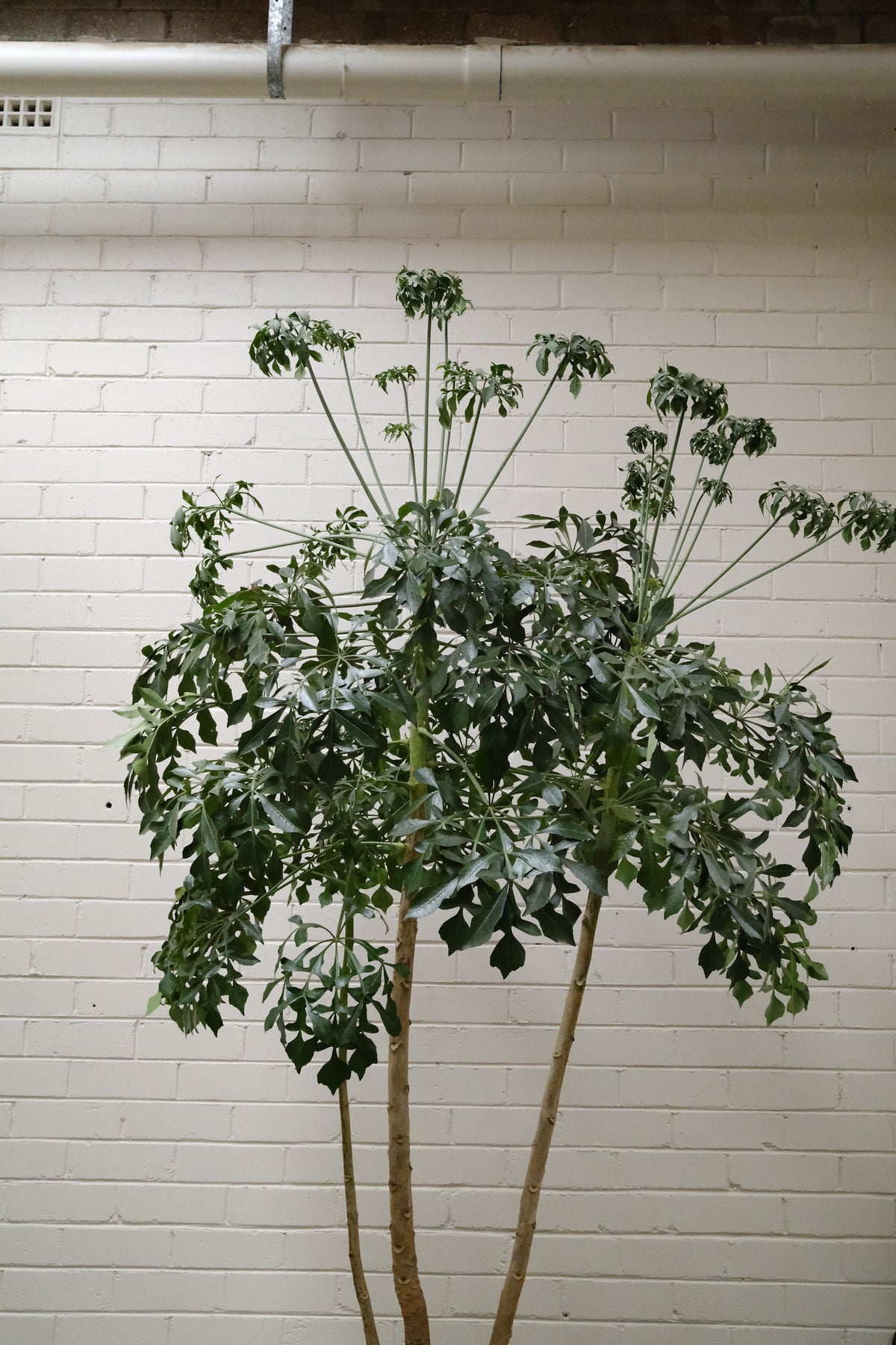 Cabbage Tree + Mid-Century Cone Planter