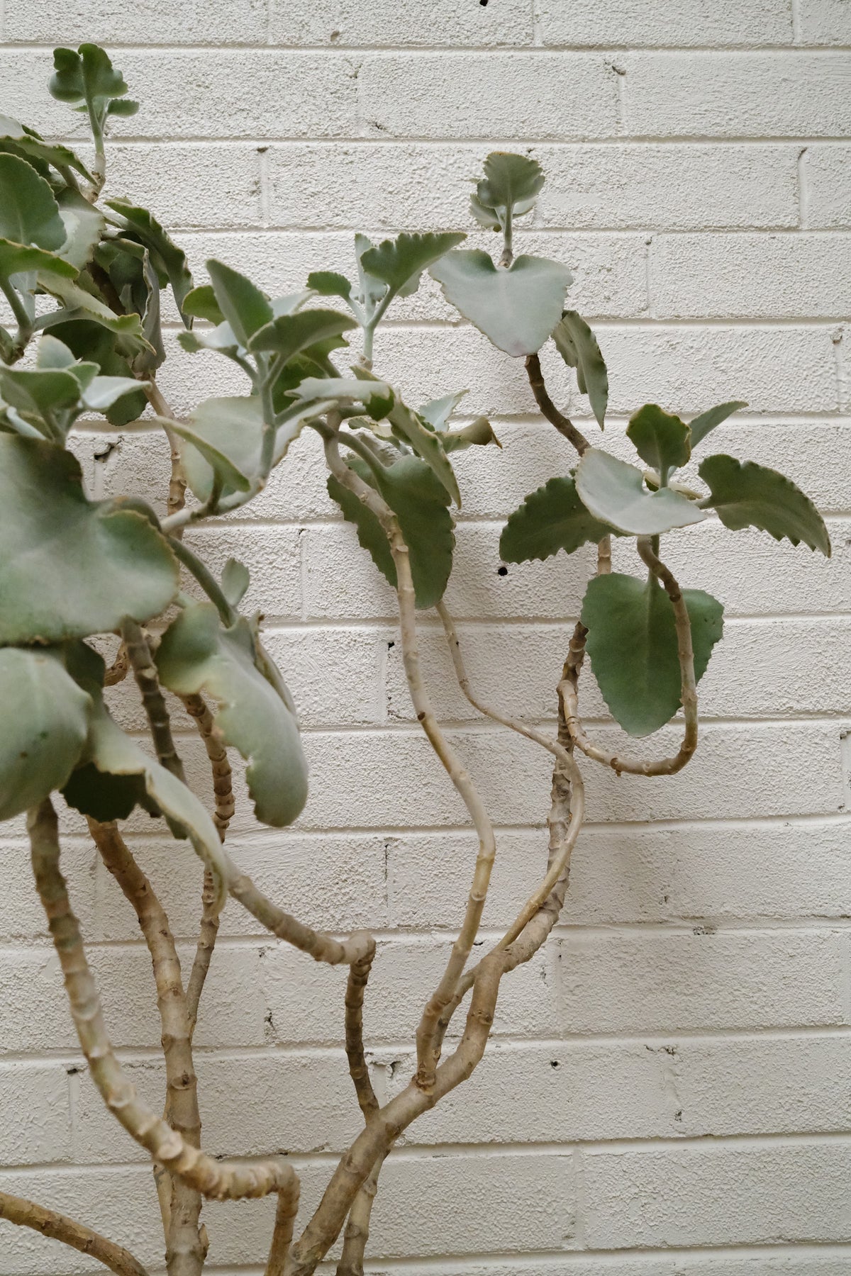 Felt Bush + Onyx Alba Planter, Rough Cut