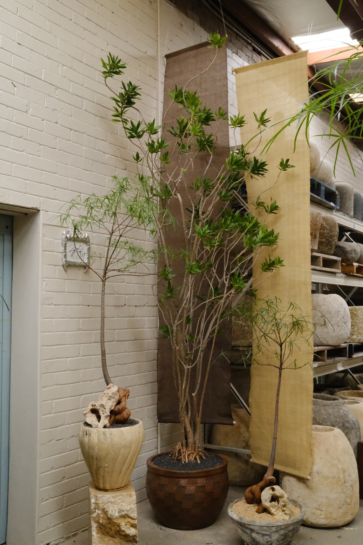 Large Song of Jamaica + Etched Mid-Century Planter
