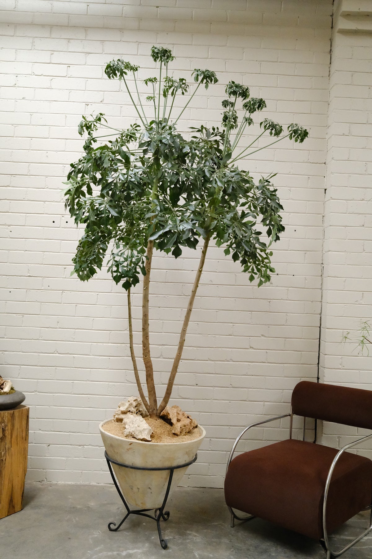 Cabbage Tree + Mid-Century Cone Planter