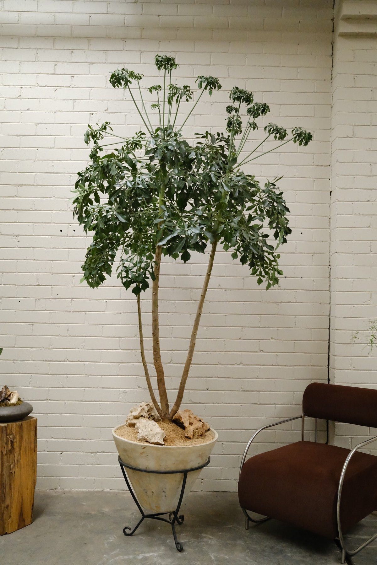 Cabbage Tree + Mid-Century Cone Planter