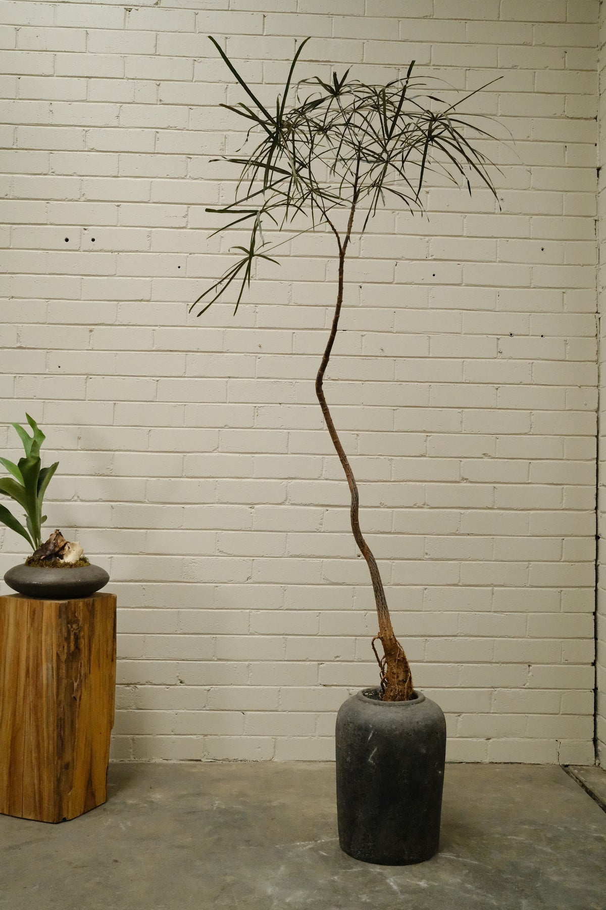 Queensland Bottle Tree + Lunar Drift Planter, Noir
