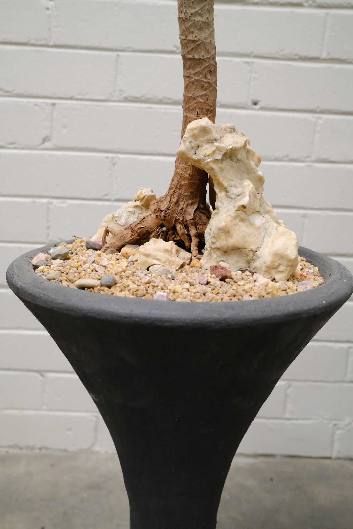 Dragon Tree + Conical Planter, Black