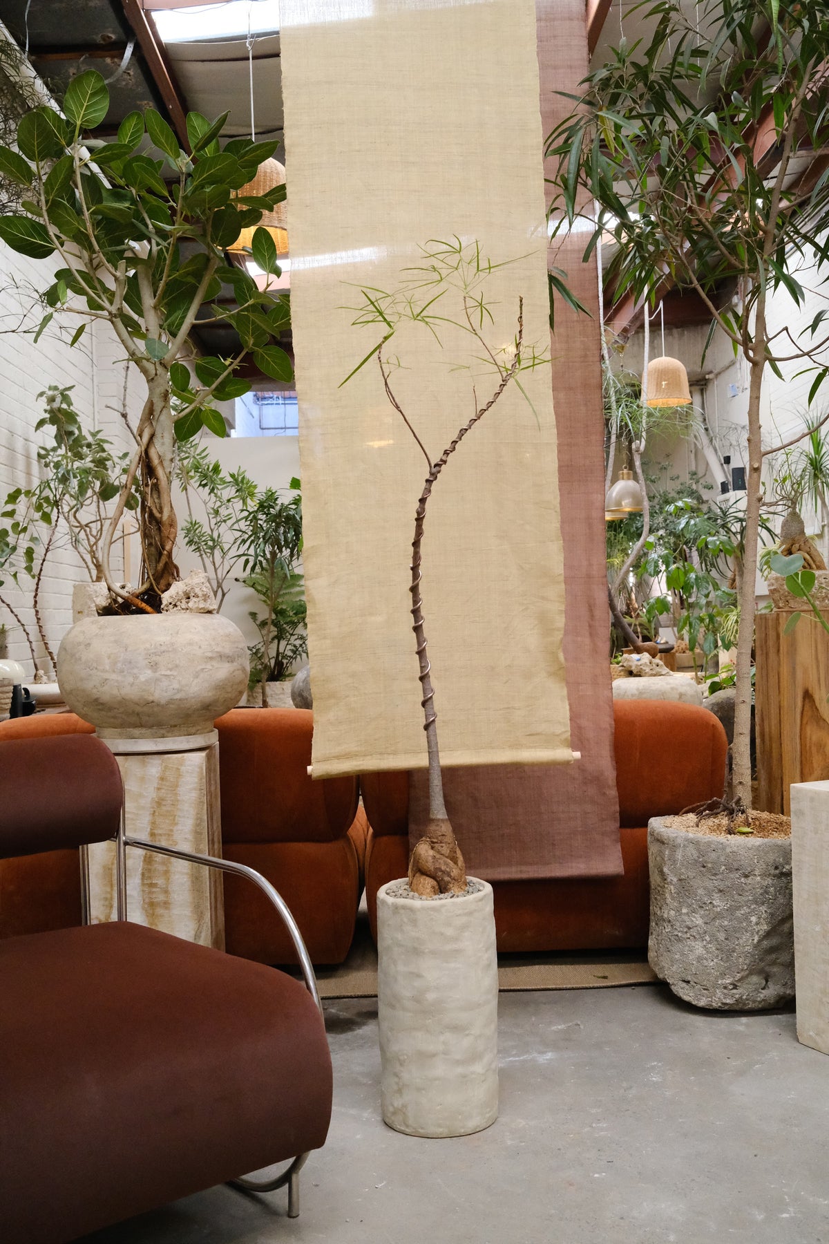 Queensland Bottle Tree + Tall Terracotta Vessel
