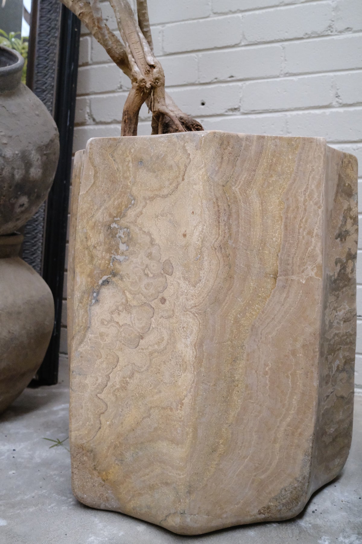 Dragon Tree + Hex Onyx Planter