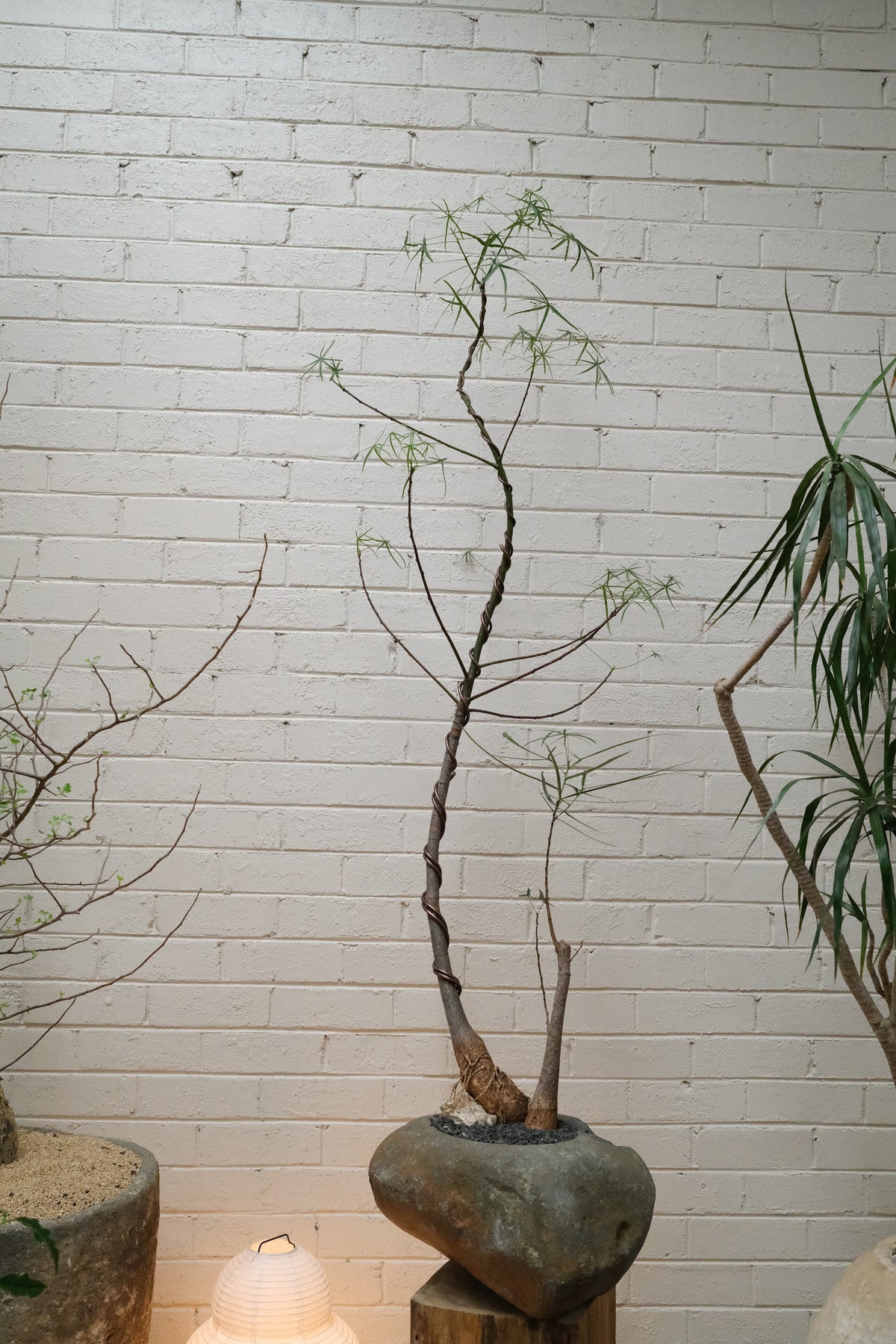 Queensland Bottle Tree Forest Duo + River Stone Planter