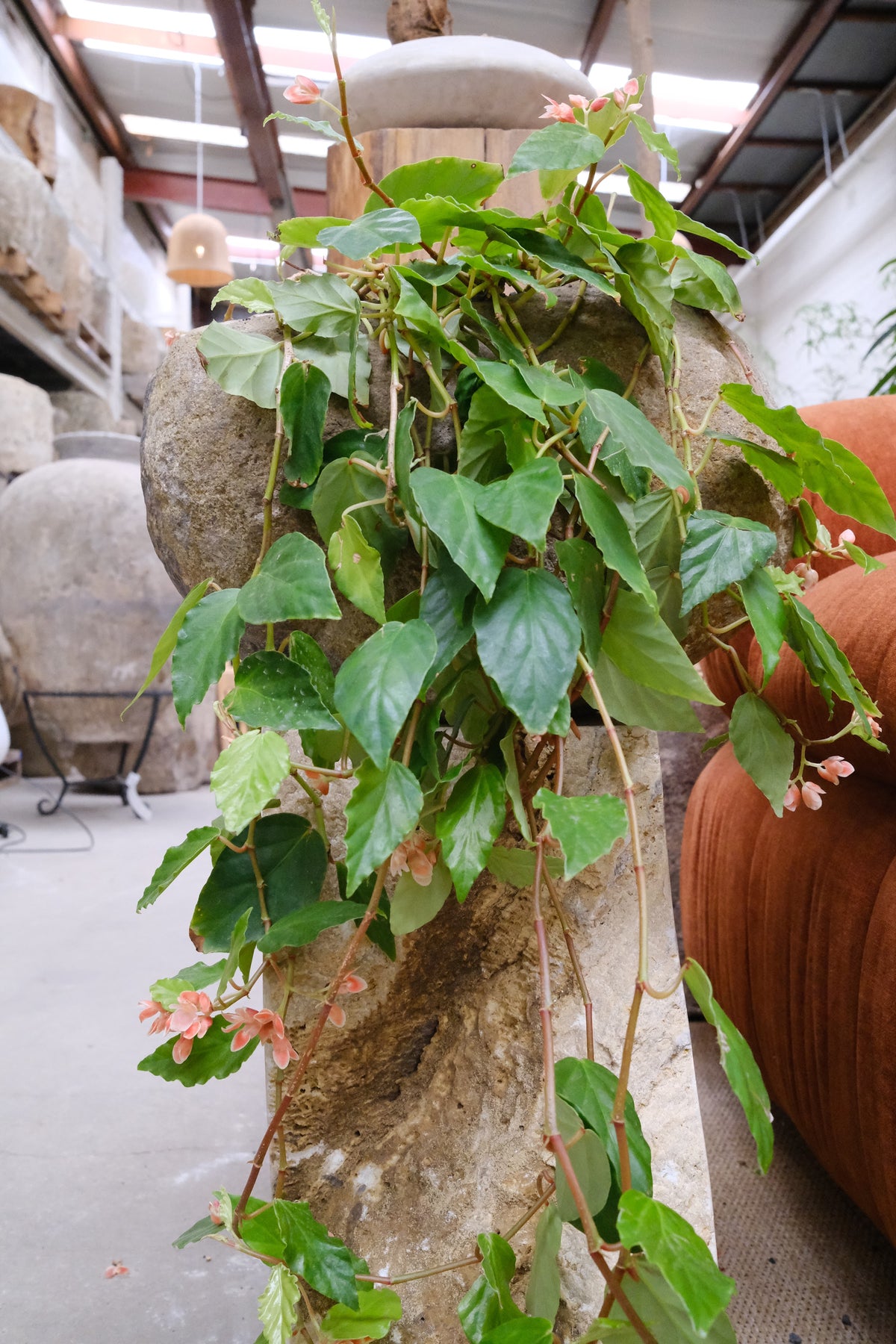 Shrimp Begonia + River Stone Planter