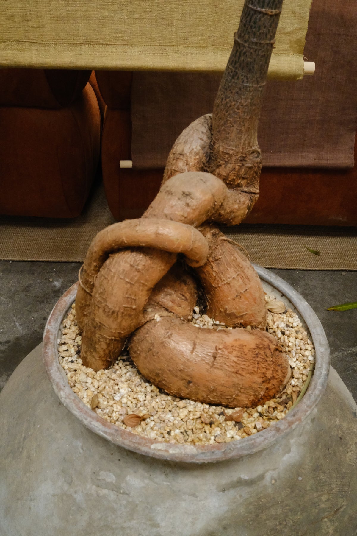 Queensland Bottle Tree + Terracotta Pot on Wrought Iron Stand