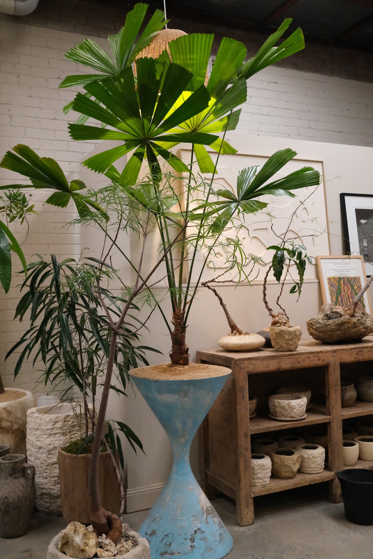 Queensland Fan Palm + Vintage Willy Guhl Diabolo
