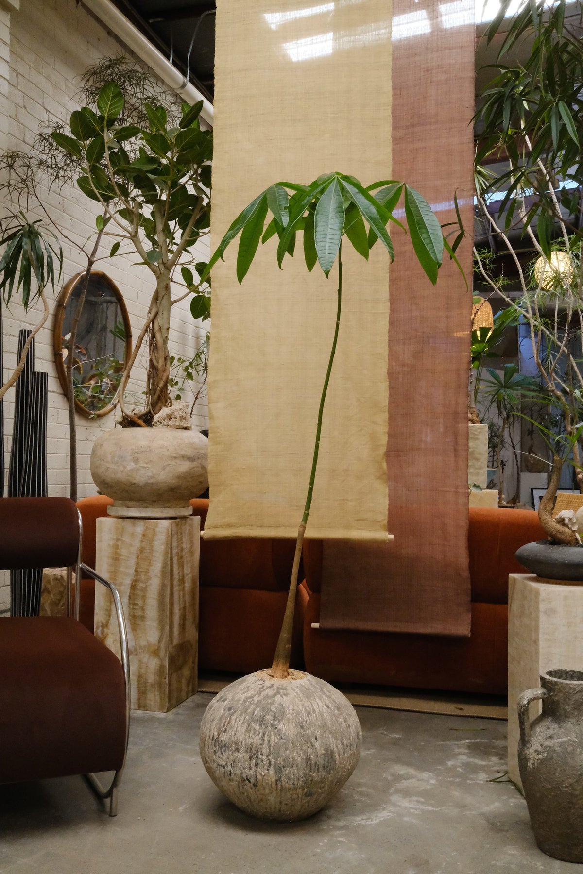 Money Tree + Speckled Terracotta Egg