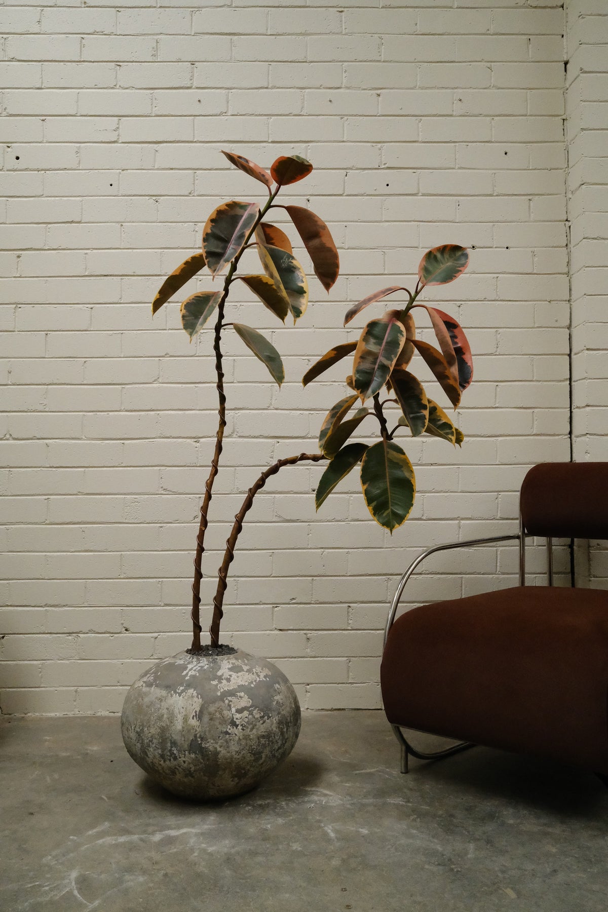 Ruby Rubber Plant