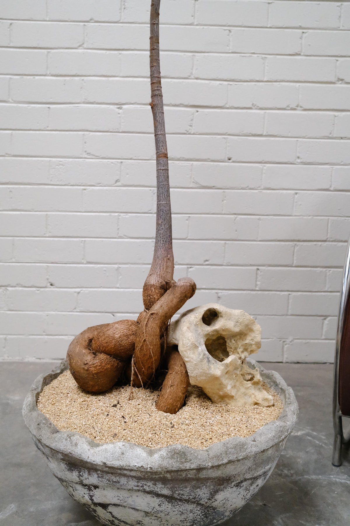 Queensland Bottle Tree + Mid-Century Concrete Bowl