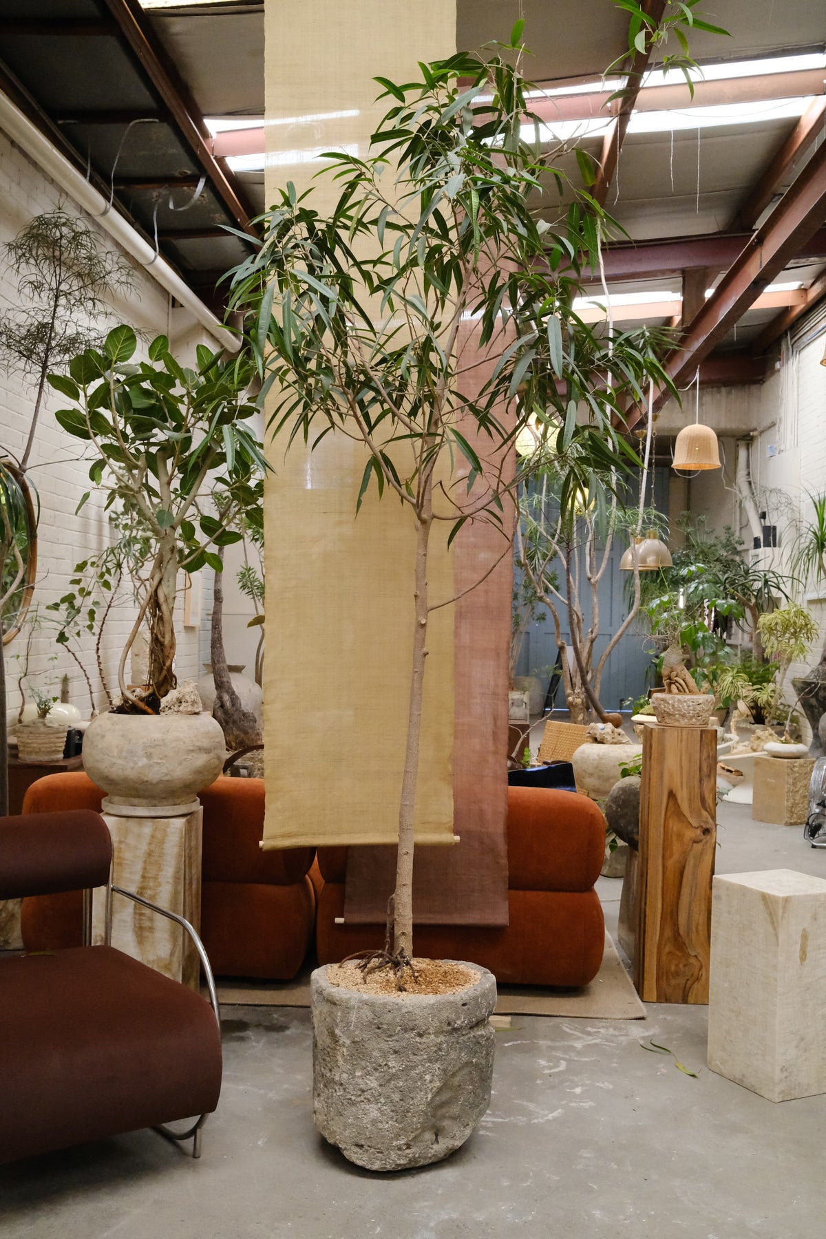 Banana Leaf Ficus + Vintage Limestone Planter