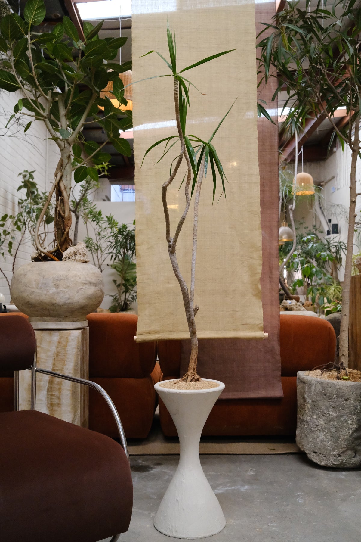 Three-head Dragon Tree + Hourglass Planter