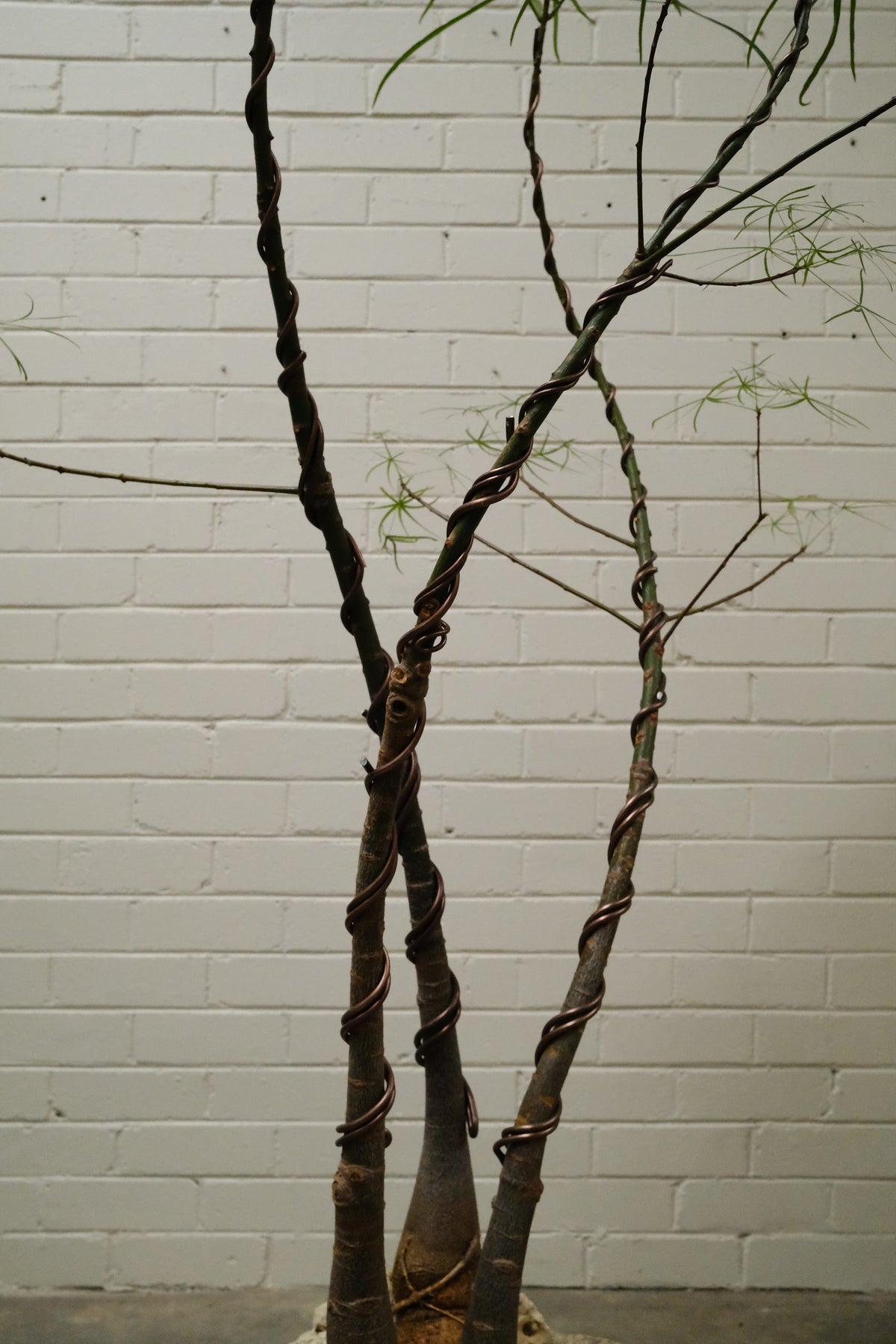 Queensland Bottle Tree Forest Trio + Round Limestone Planter