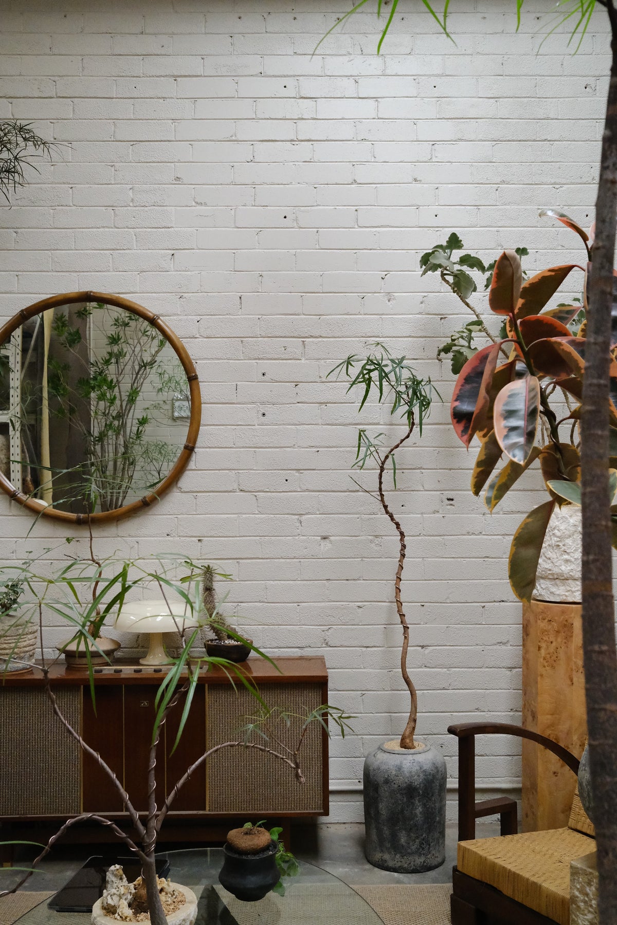 Queensland Bottle Tree + Lunar Drift Planter, Gris
