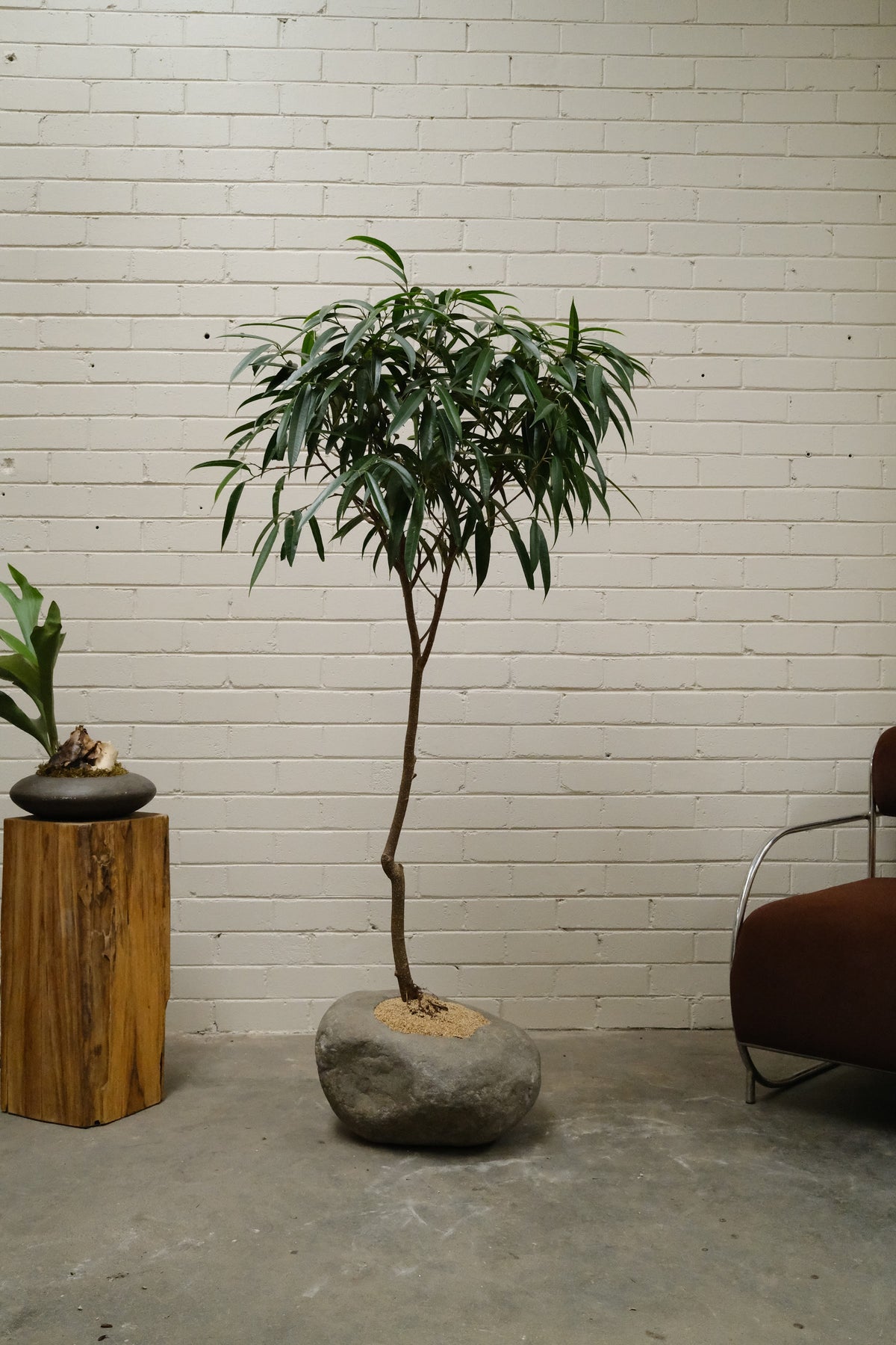 Banana Leaf Ficus + River Stone Planter