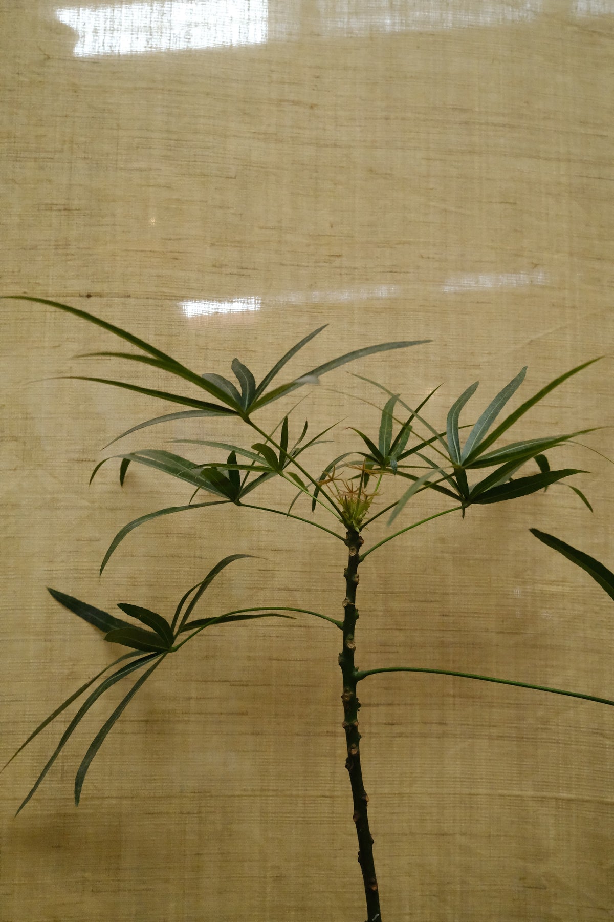 Queensland Bottle Tree + River Stone Planter