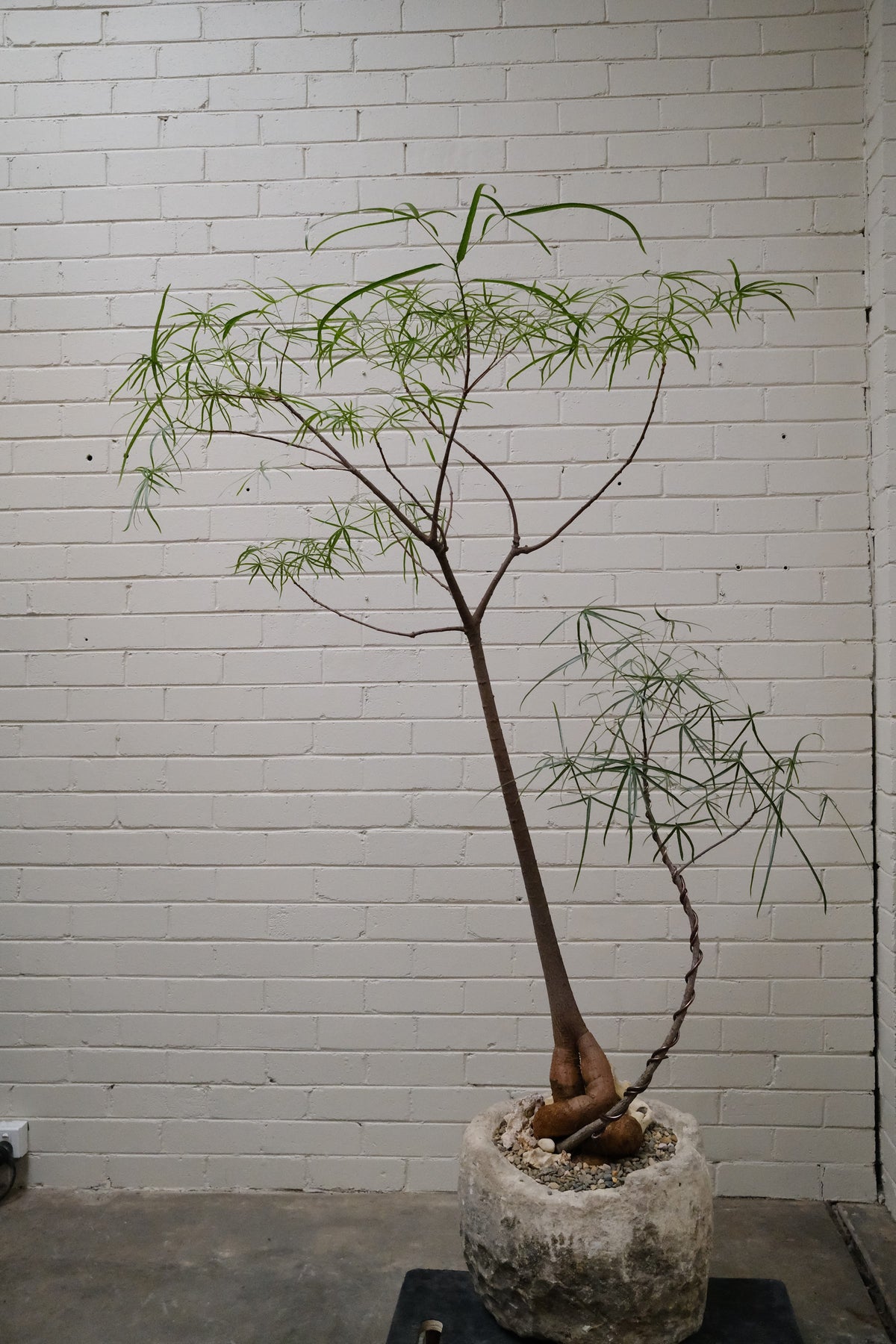 Queensland Bottle Tree Forest Duo + Round Limestone Planter