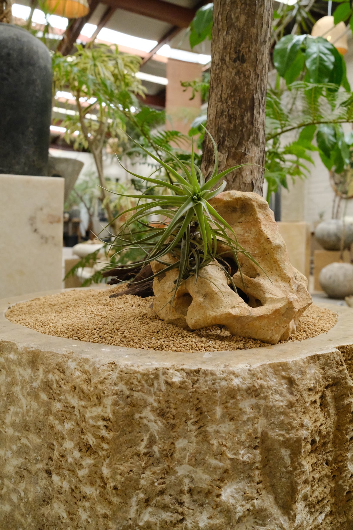 Tree Aloe + Raw Onyx Planter