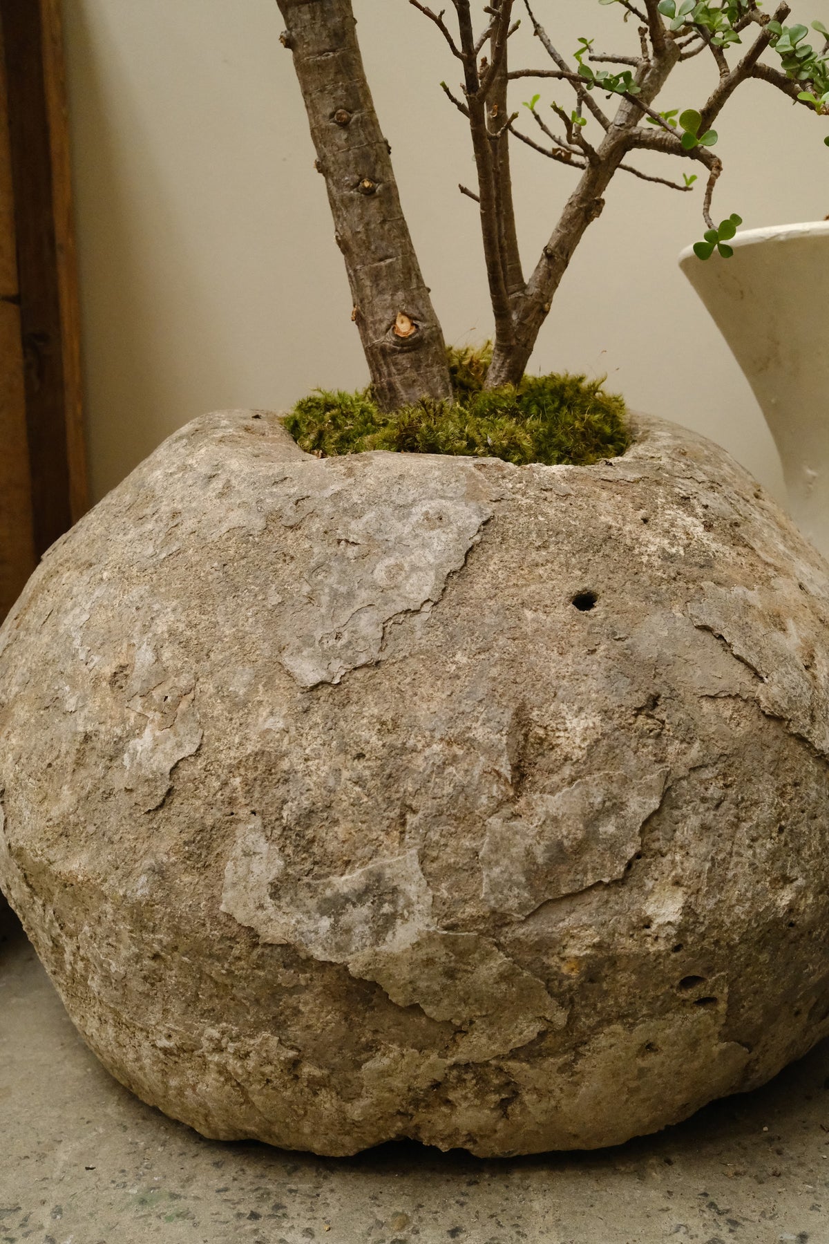Jade Tree + Vintage Limestone Egg