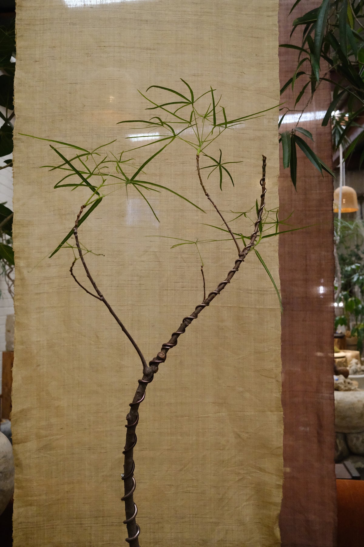 Queensland Bottle Tree + Tall Terracotta Vessel