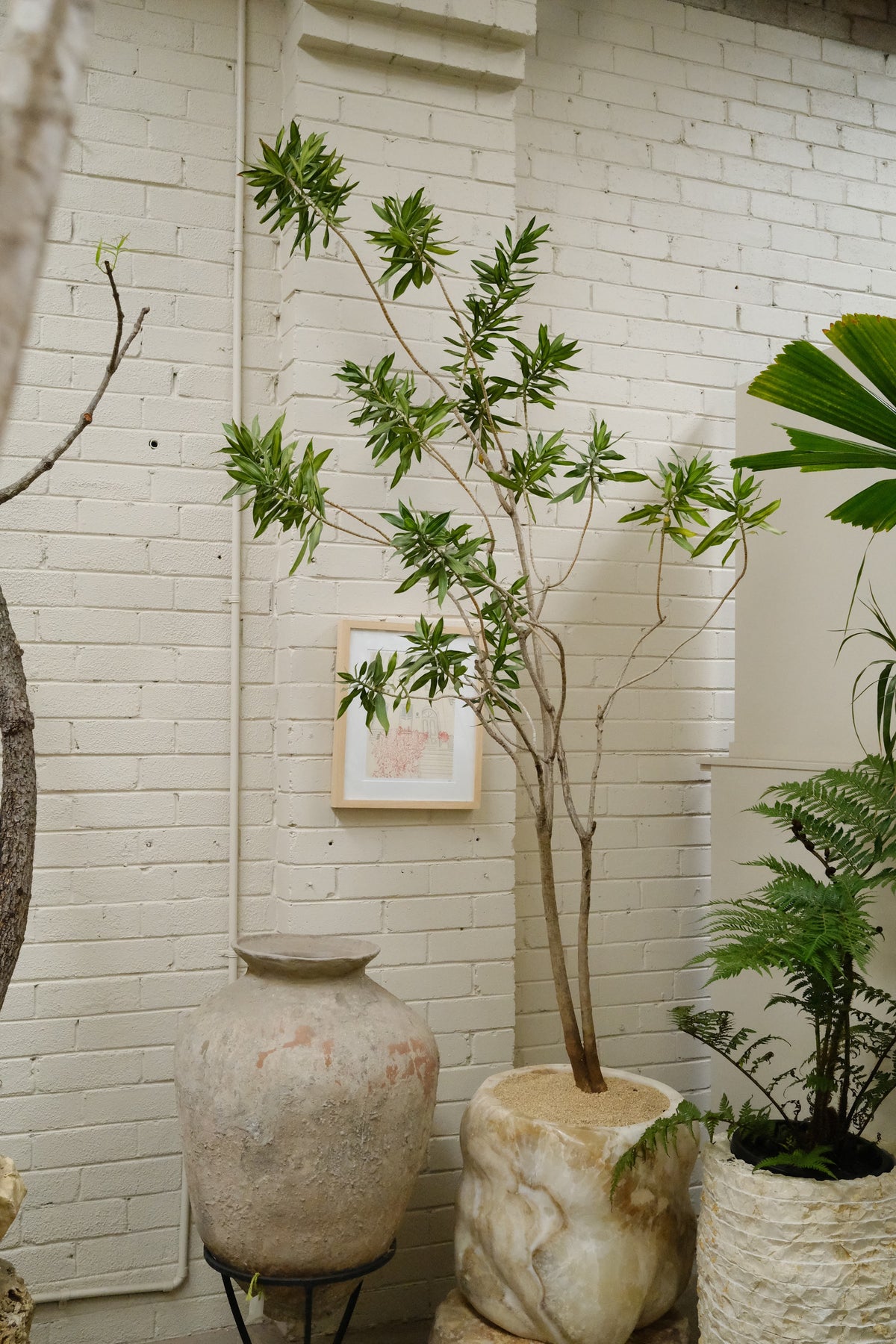 Song of Jamaica + Honed Onyx Planter