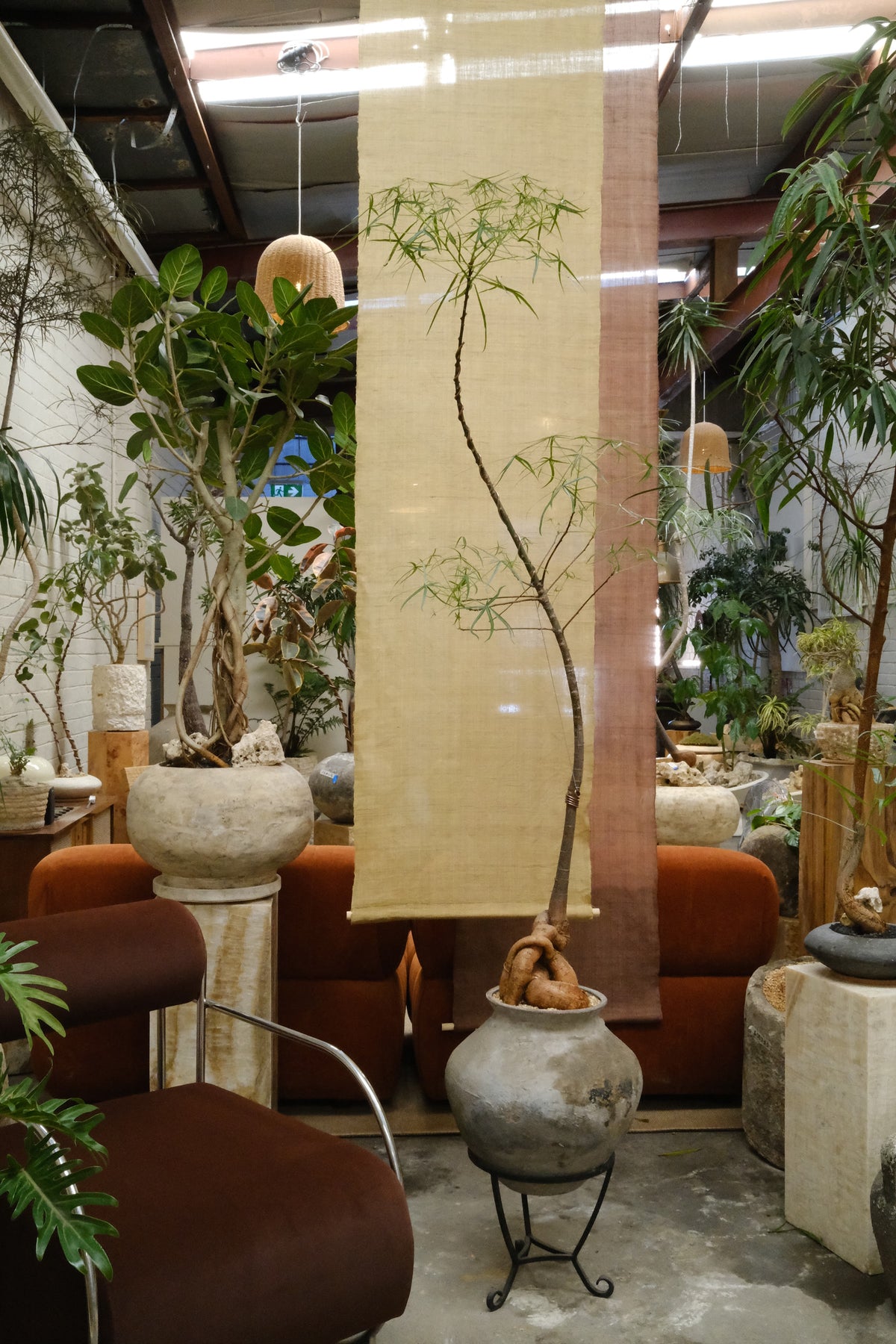 Queensland Bottle Tree + Terracotta Pot on Wrought Iron Stand