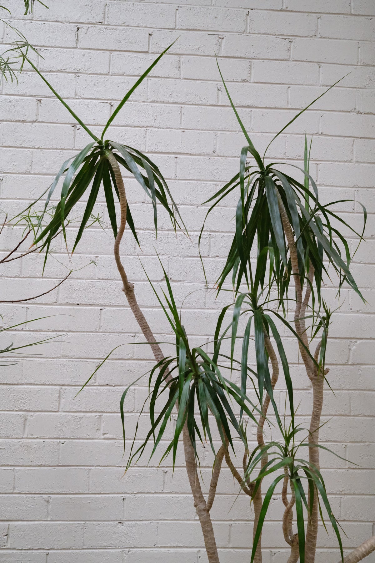 Multi-Head Dragon Tree + Vintage Limestone Egg